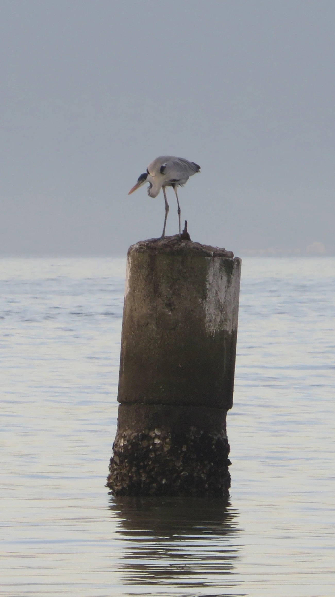 Garça-moura (Ardea cocoi), aves, fotografado em Maresias, São Sebastião