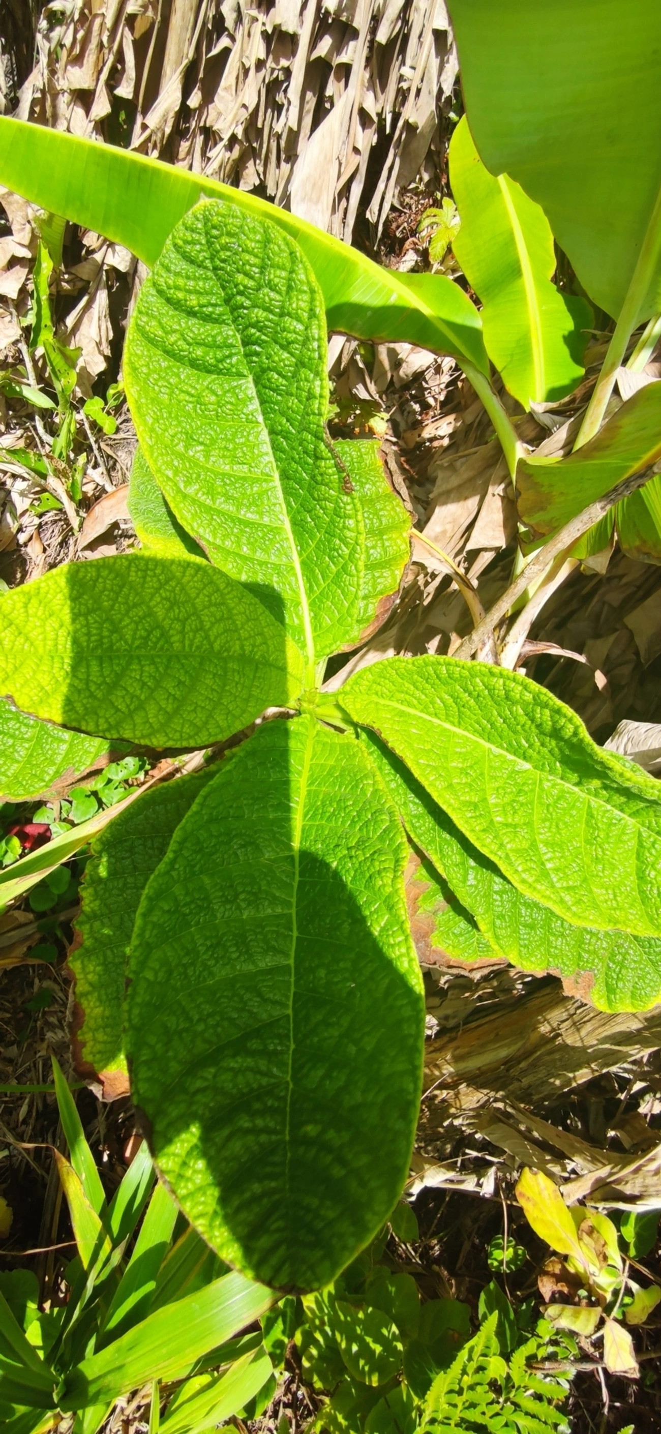 Marmelo-da-praia (Tocoyena bullata), plantas, fotografado em Maresias, São Sebastião