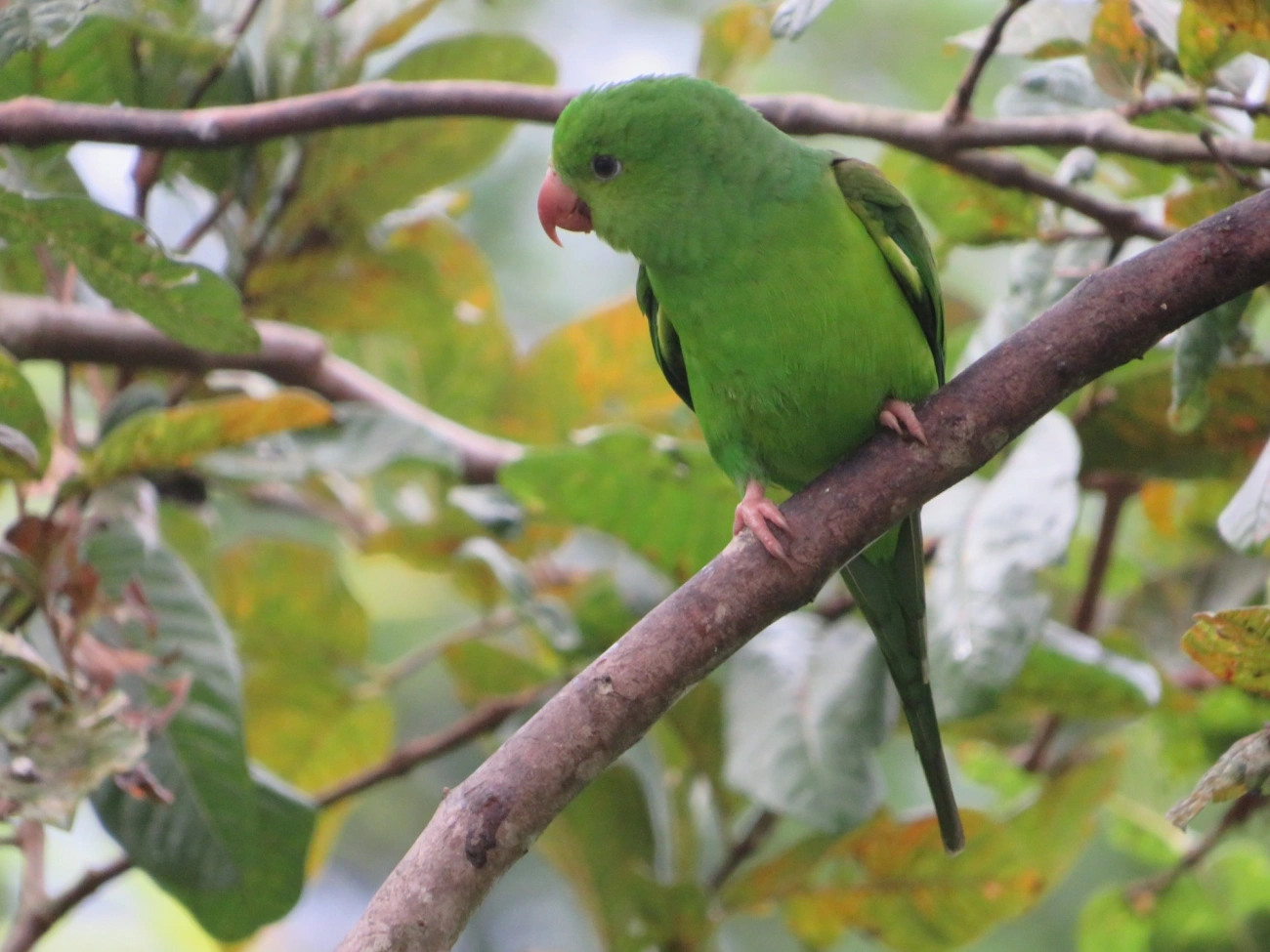 Periquito-rico (Brotogeris tirica), aves, fotografado em Maresias, São Sebastião