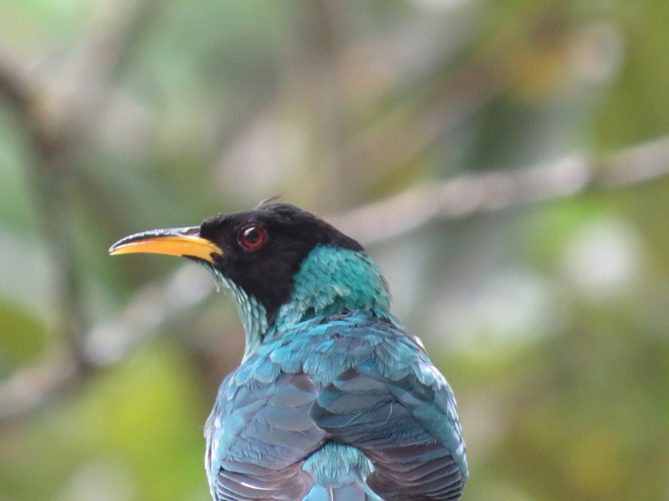 Saí-verde (Chlorophanes spiza), aves, fotografado em Maresias, São Sebastião
