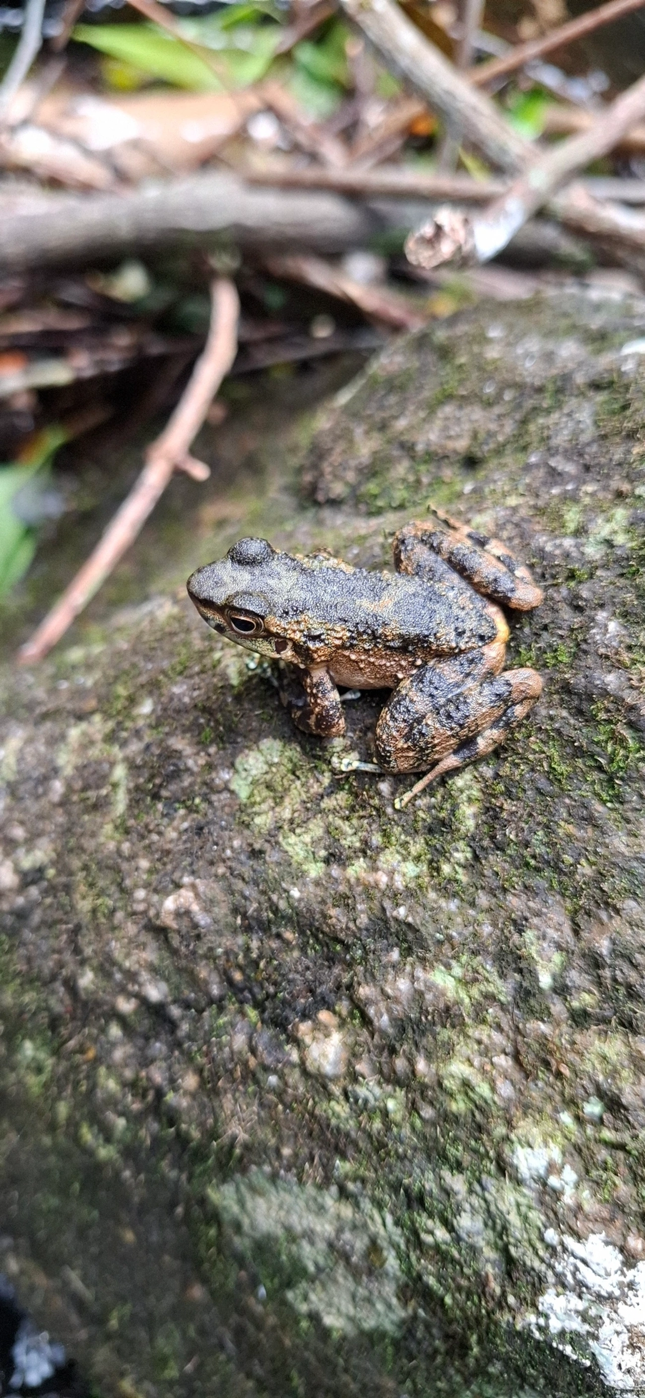 Rã-de-corredeira (Hylodes asper), anfíbios, fotografado em São Sebastião