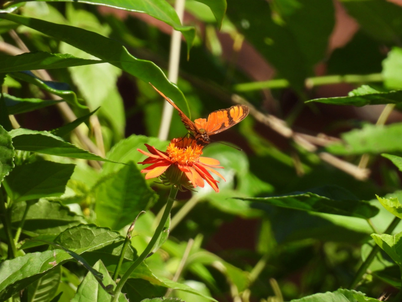 Borboleta-do-Maracujá (Dione juno), insetos, fotografado em Resende