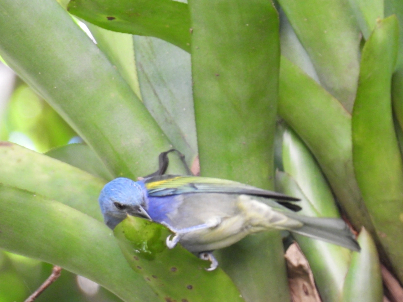 Sanhaçu-de-encontro-amarelo (Thraupis ornata), aves, fotografado em Maresias, São Sebastião