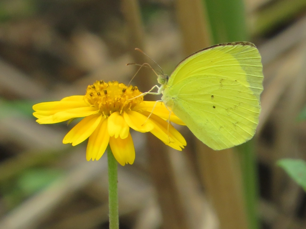 Eurema, insetos, fotografado em Maresias, São Sebastião