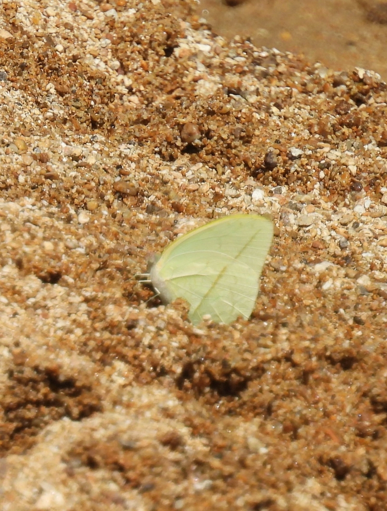 Sulfúrea-de-linhas-retas (Phoebis trite), insetos, fotografado em Perequê, Ilhabela