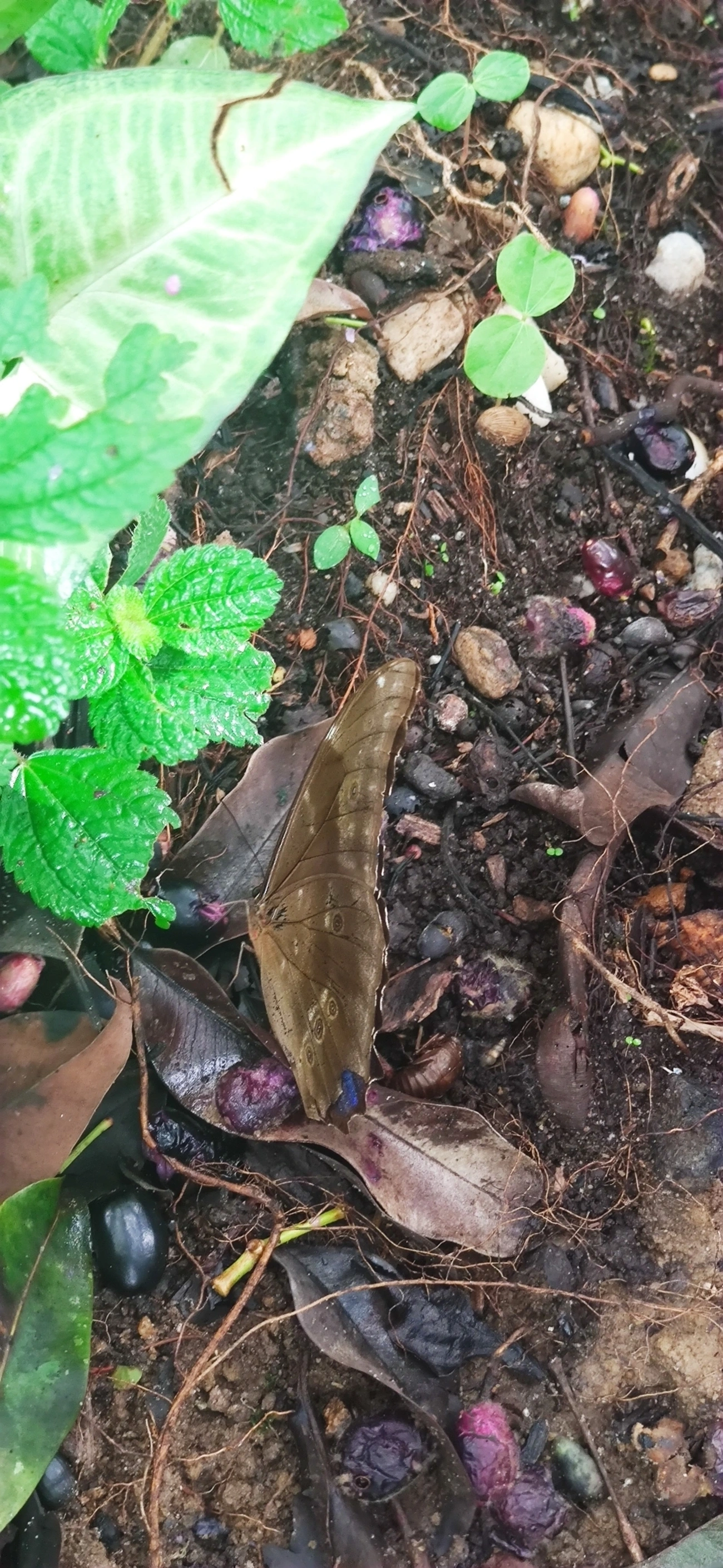 Azulão (Morpho menelaus), insetos, fotografado em Maresias, São Sebastião
