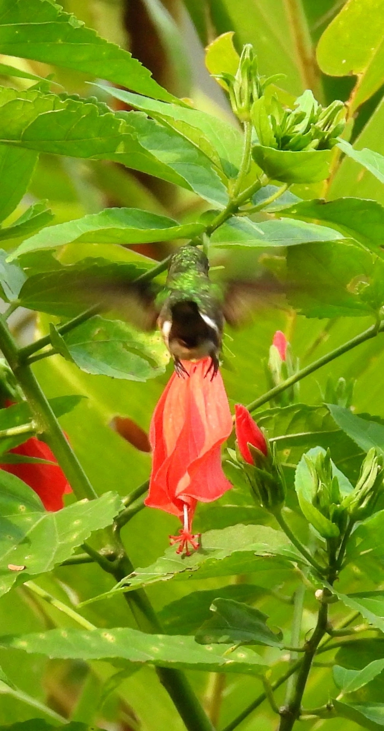 Topetinho-vermelho (Lophornis magnificus), aves, fotografado em Maresias, São Sebastião