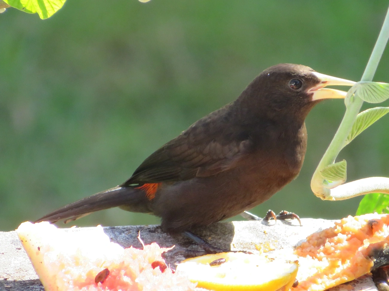 Guaxe (Cacicus haemorrhous), aves, fotografado em Maresias, São Sebastião