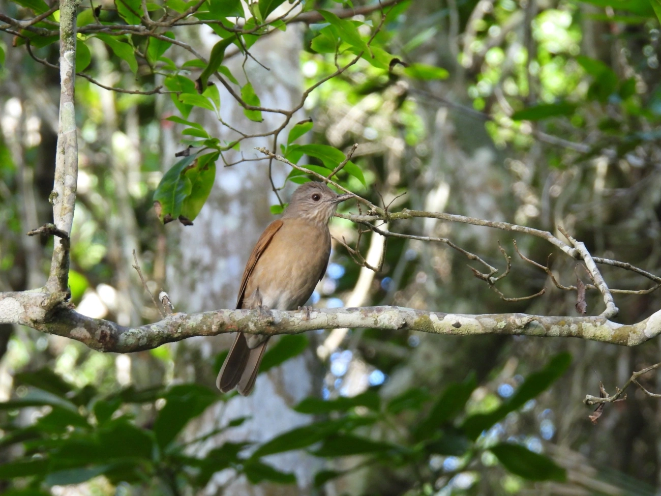 Sabiá-barranco (Turdus leucomelas), aves, fotografado em Maresias, São Sebastião
