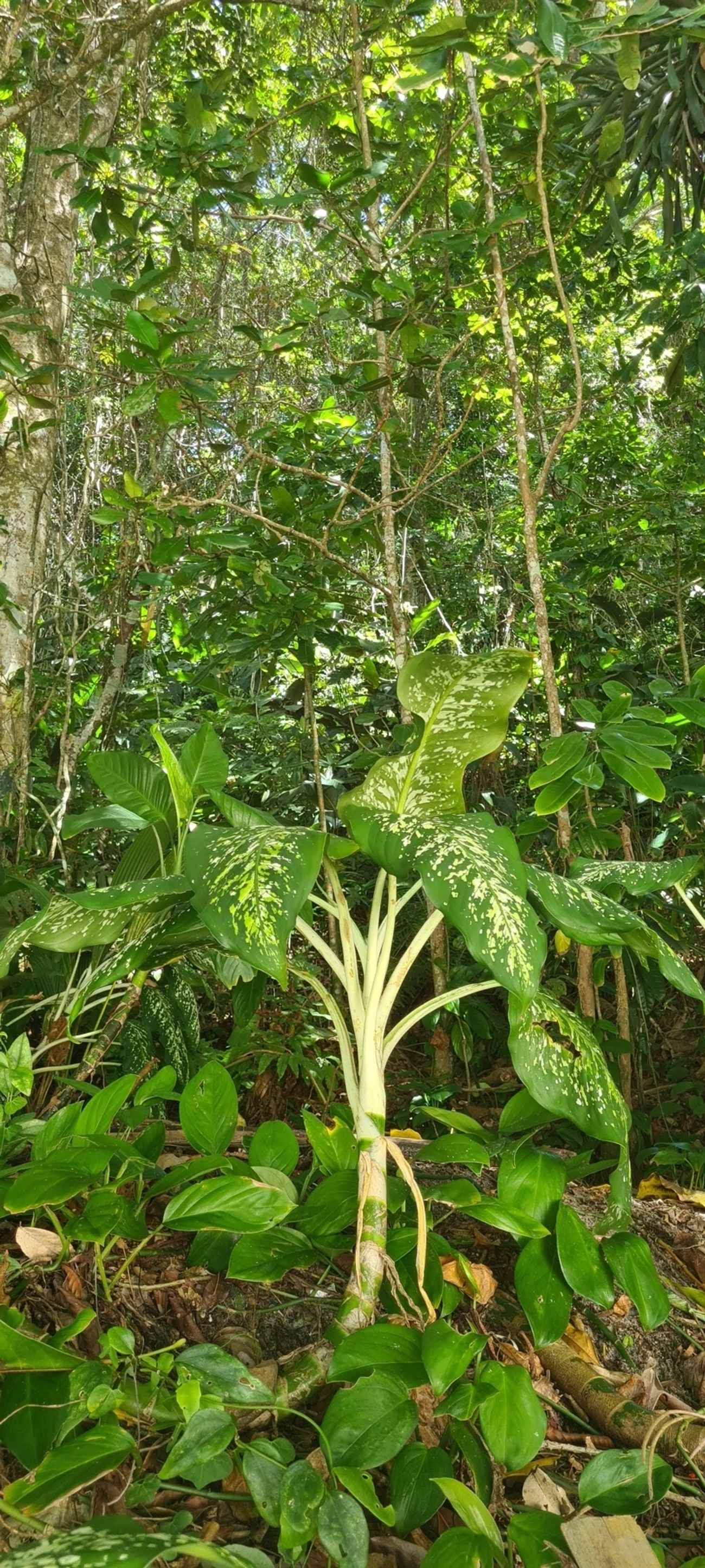 Dieffenbachia, plantas, fotografado em Maresias, São Sebastião