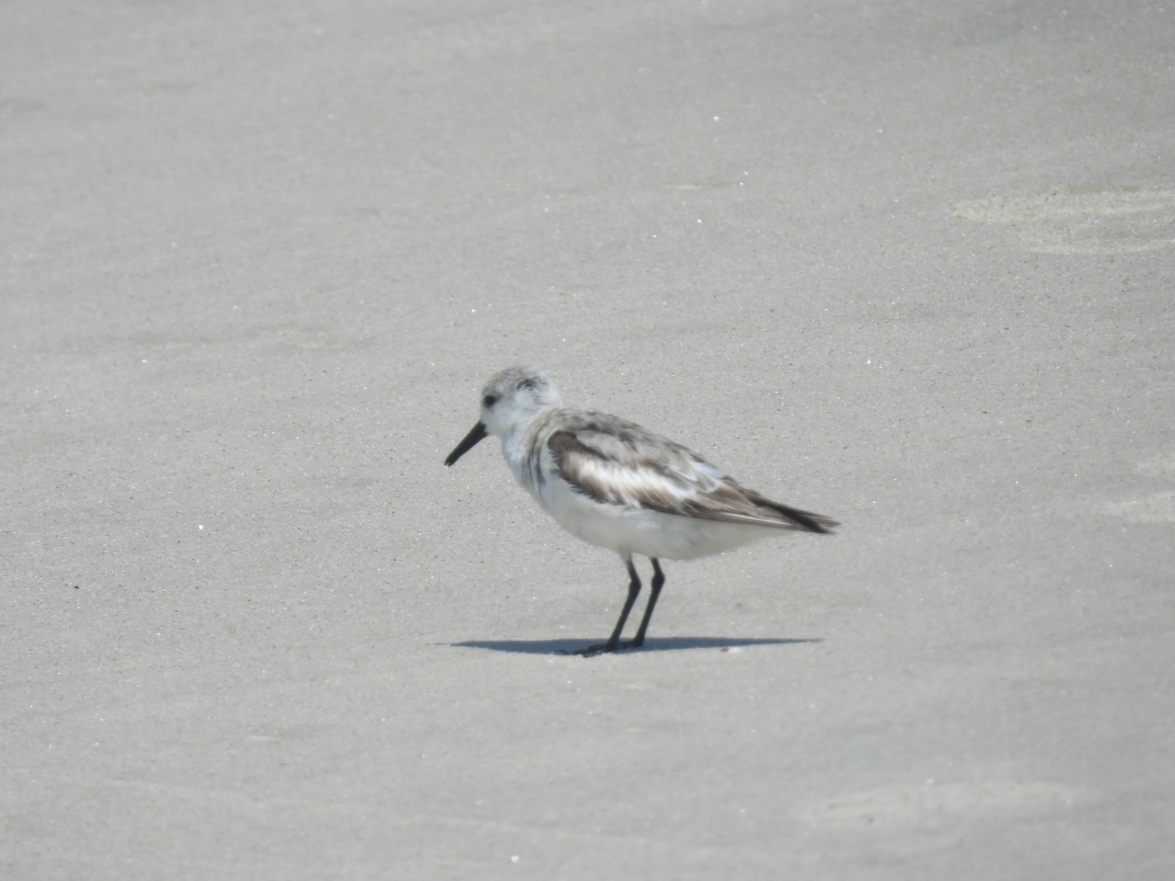 Maçarico-branco (Calidris alba), aves, fotografado em Maresias, São Sebastião