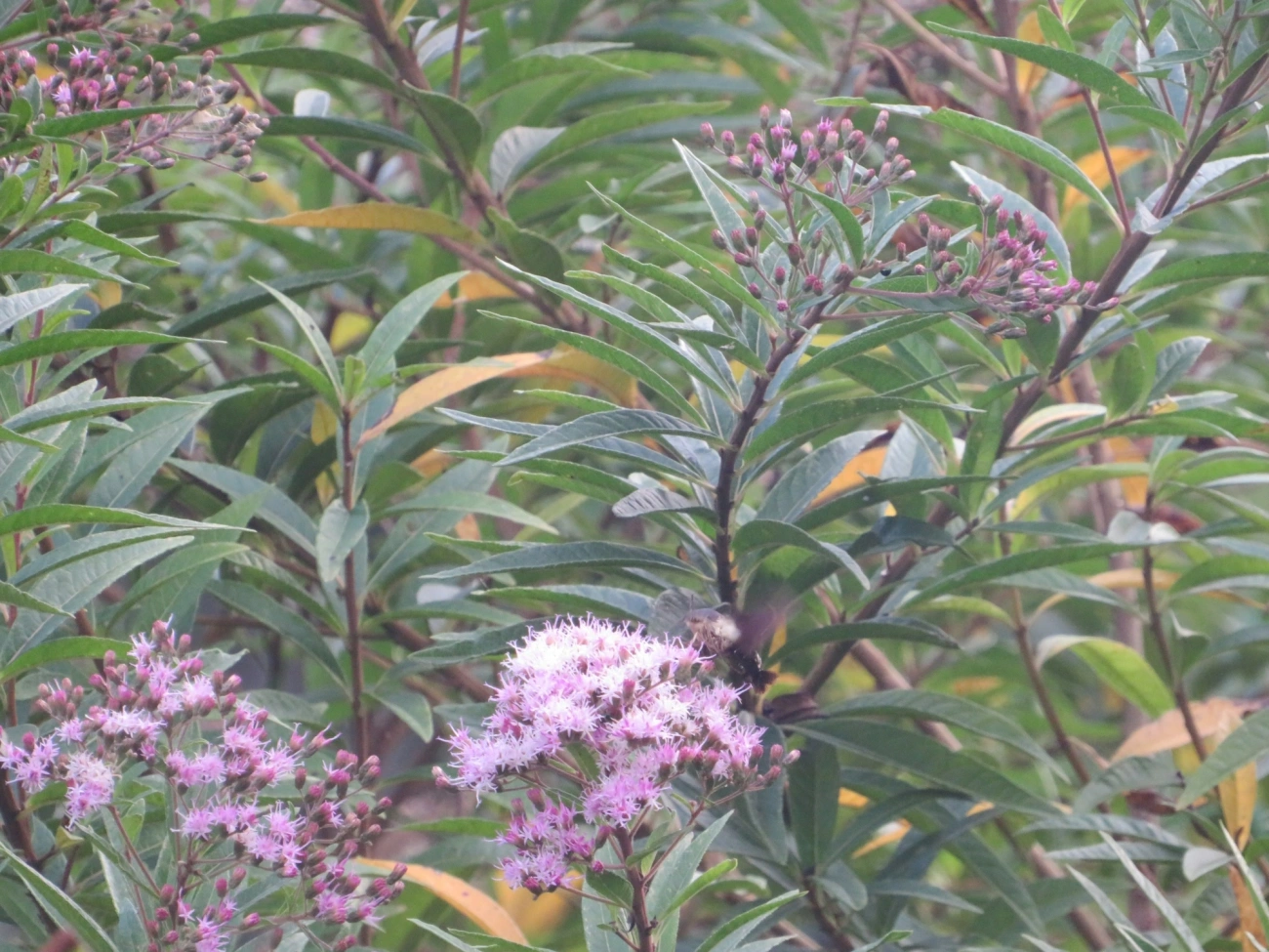 Aellopos ceculus, insetos, fotografado em Maresias, São Sebastião