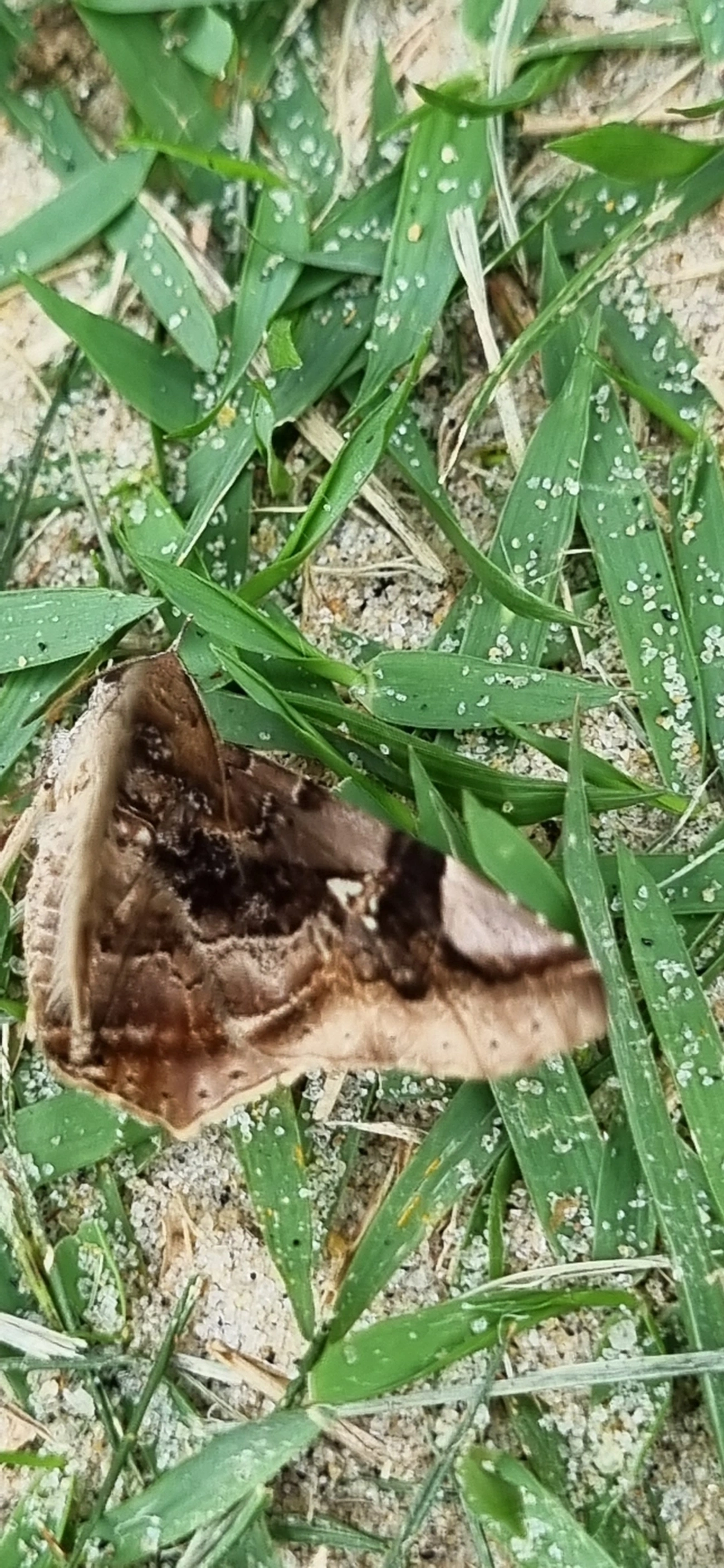 Borboletas e traças (Lepidoptera), insetos, fotografado em Maresias, São Sebastião