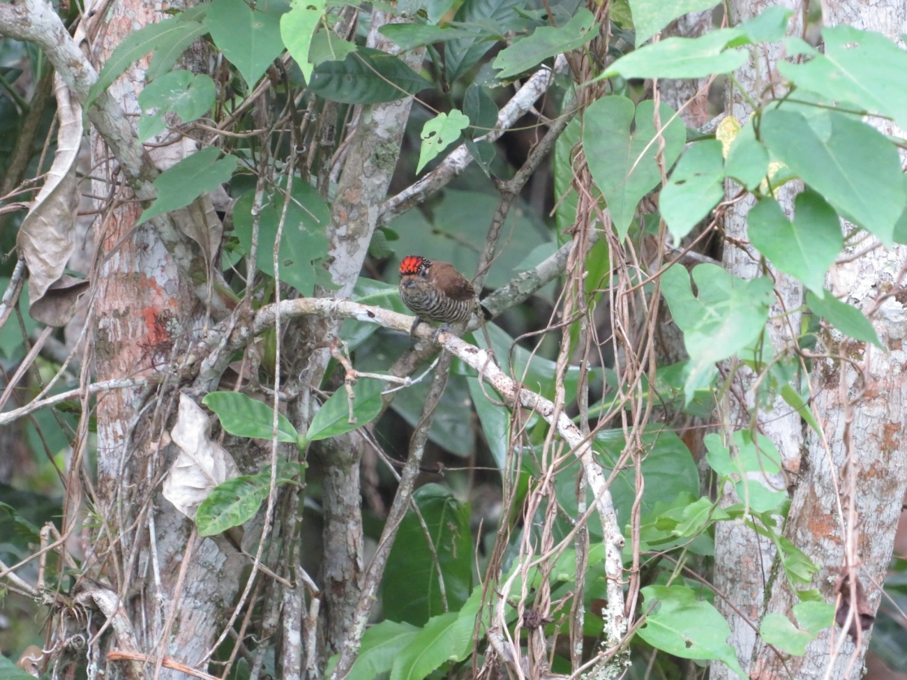 Pica-pau-anão-barrado (Picumnus cirratus), aves, fotografado em Maresias, São Sebastião
