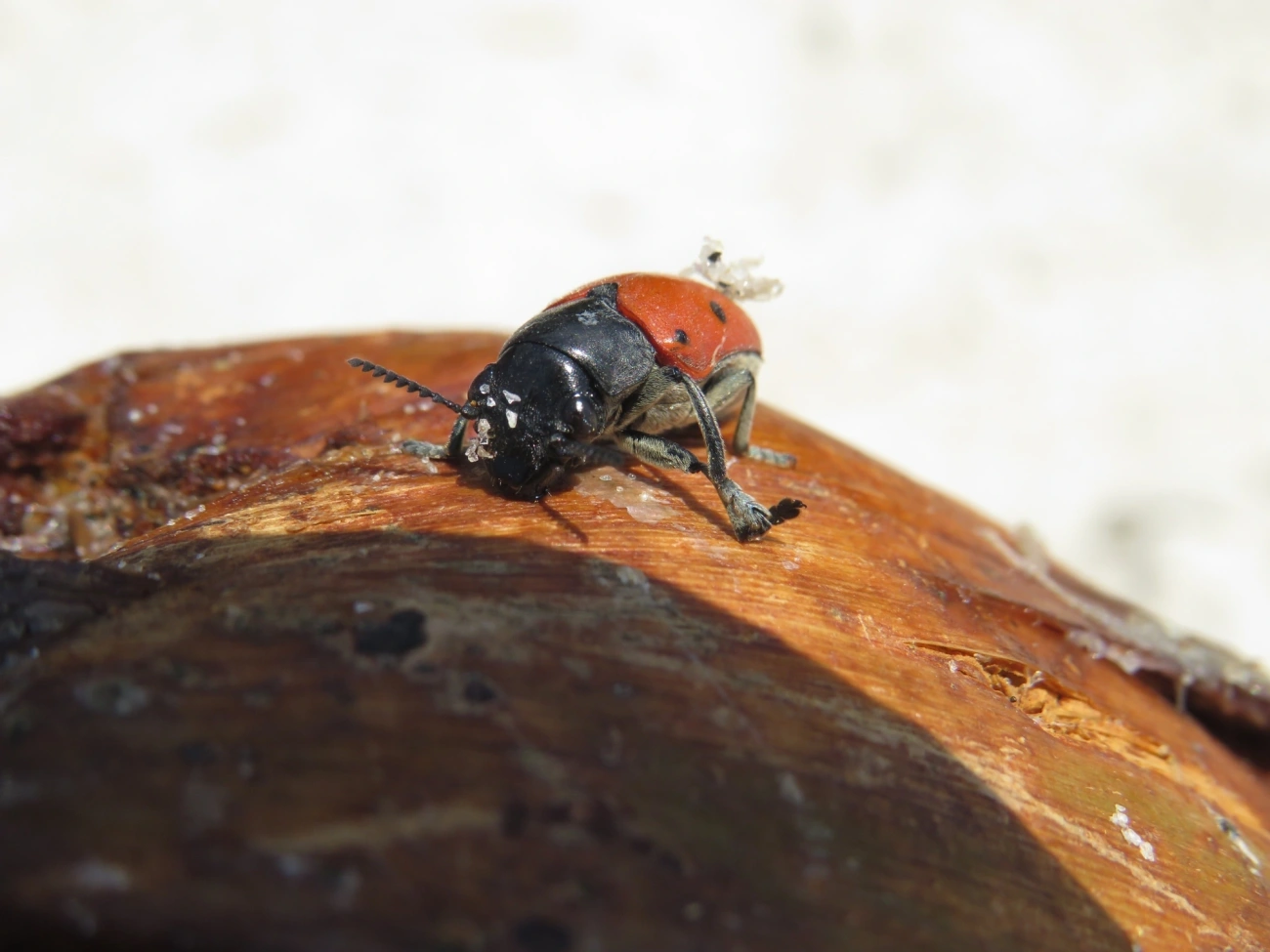 Besouro-das-folhas (Megalostomis grandis), insetos, fotografado em Maresias, São Sebastião