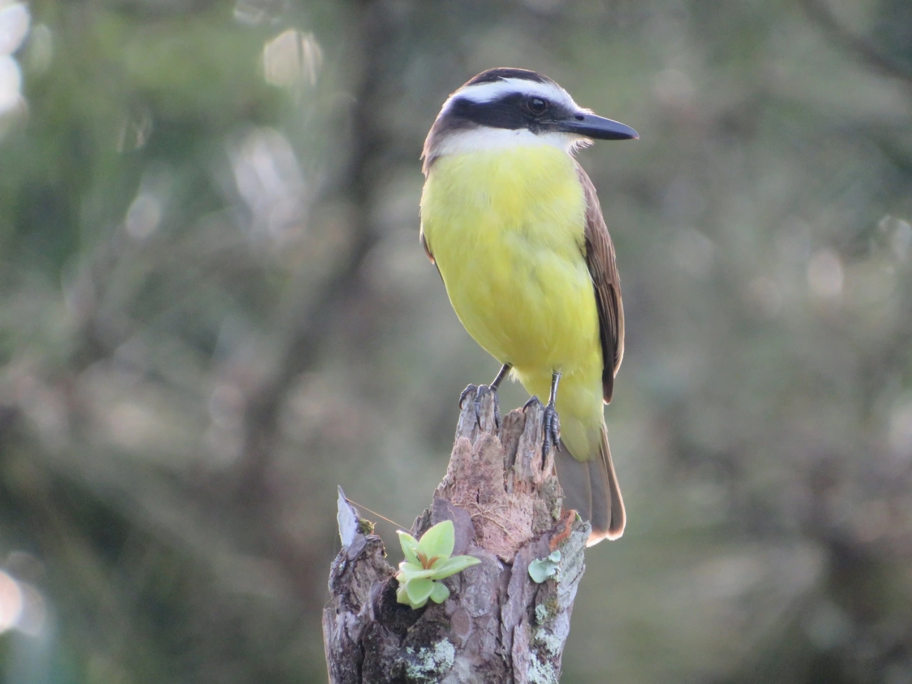Bem-te-vi (Pitangus sulphuratus), aves, fotografado em Maresias, São Sebastião
