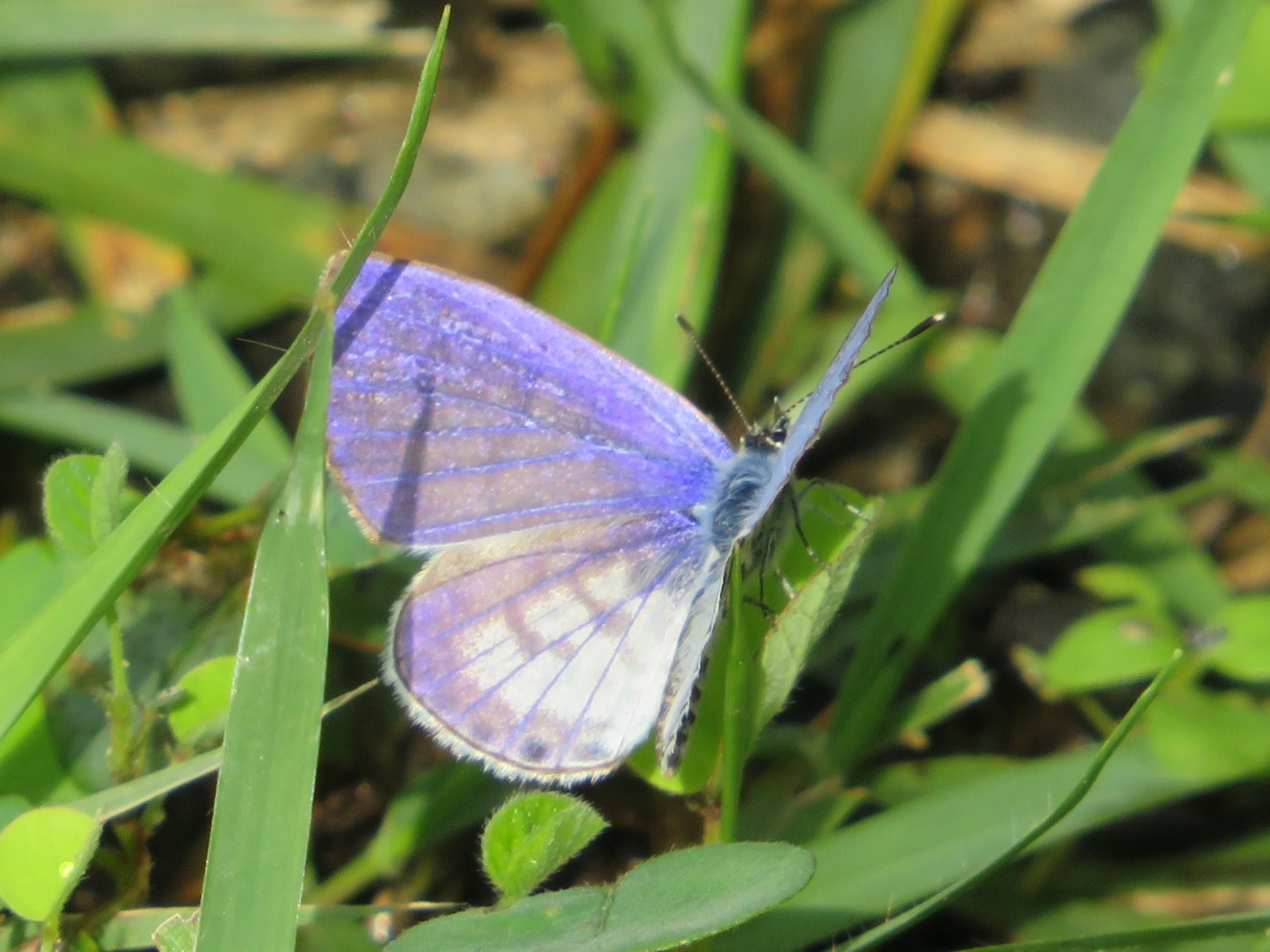 Borboleta-emília (Leptotes cassius), insetos, fotografado em Maresias, São Sebastião