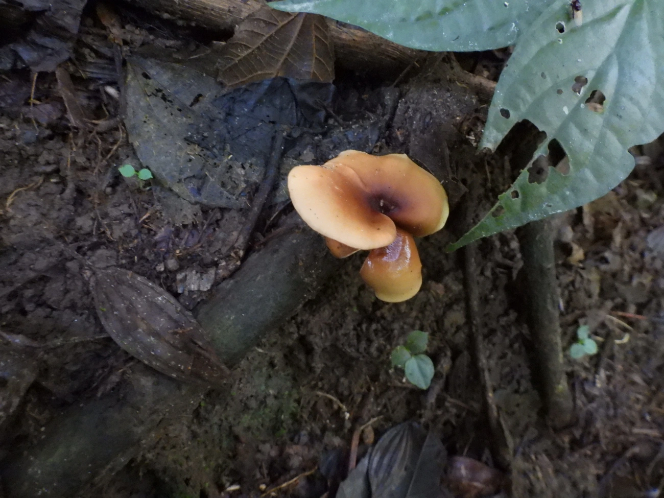 Cogumelos Lamelados (Agaricales), fungos, fotografado em Paranapiacaba, Santo André
