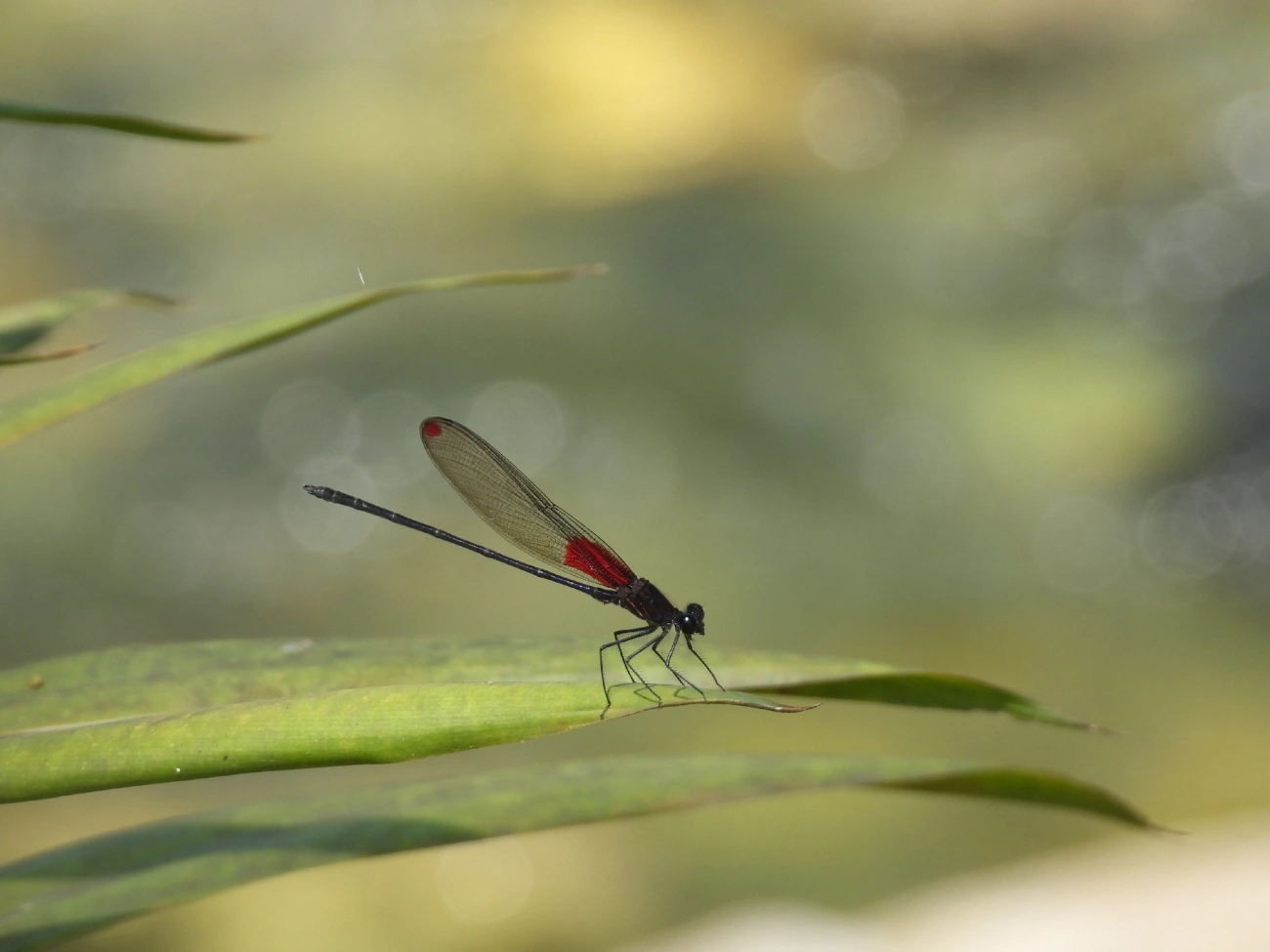 Hetaerina rosea, insetos, fotografado em Queluz