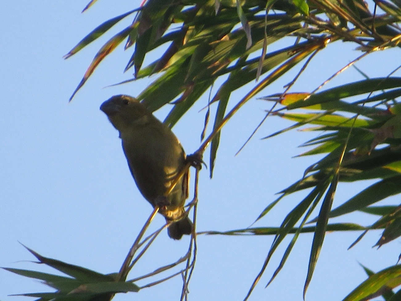 Baiano (Sporophila nigricollis), aves, fotografado em Maresias, São Sebastião