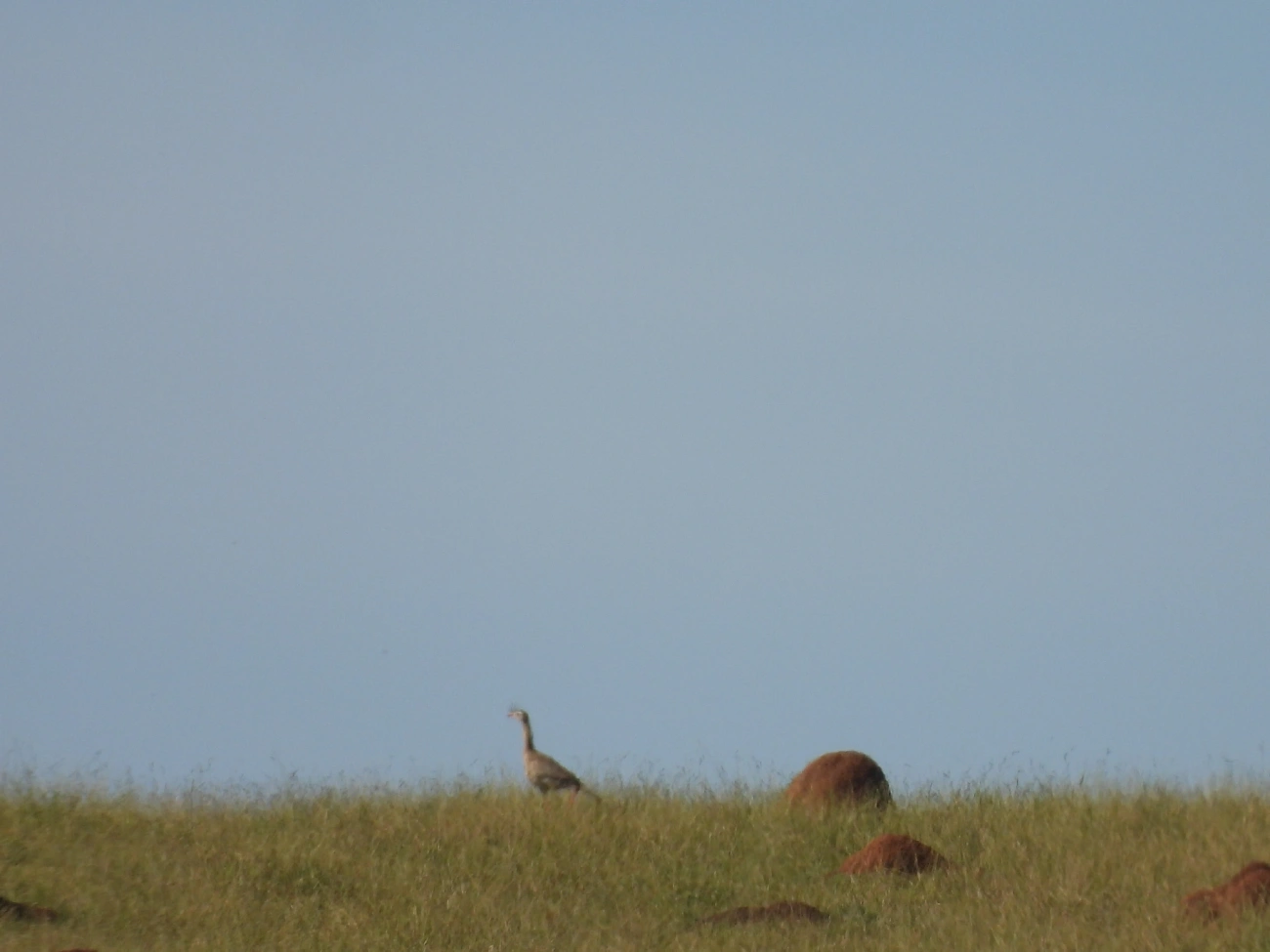 Seriema (Cariama cristata), aves, fotografado em Bragança Paulista