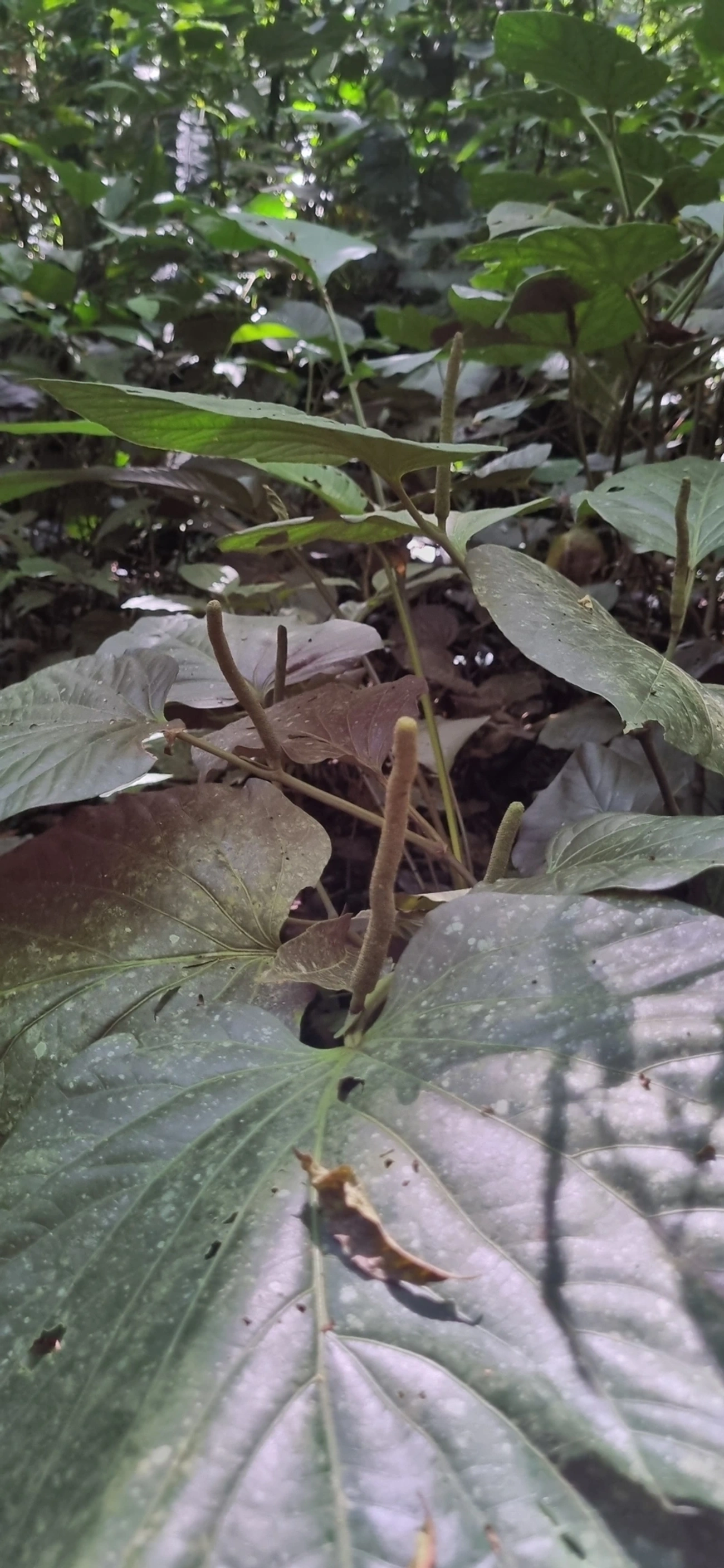 Piper, plantas, fotografado em Maresias, São Sebastião
