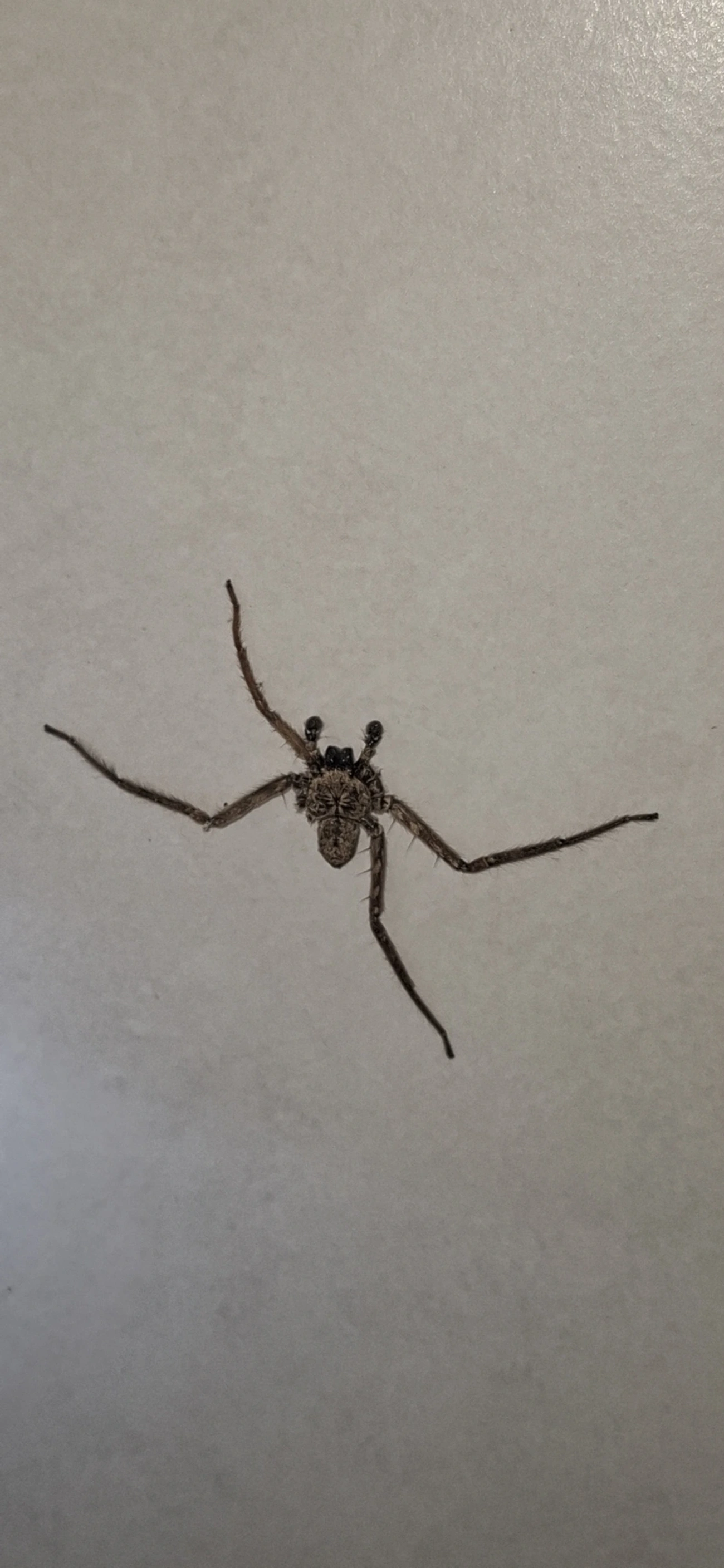 Aranhas-murais (Selenops), aracnídeos, fotografado em Cabreúva