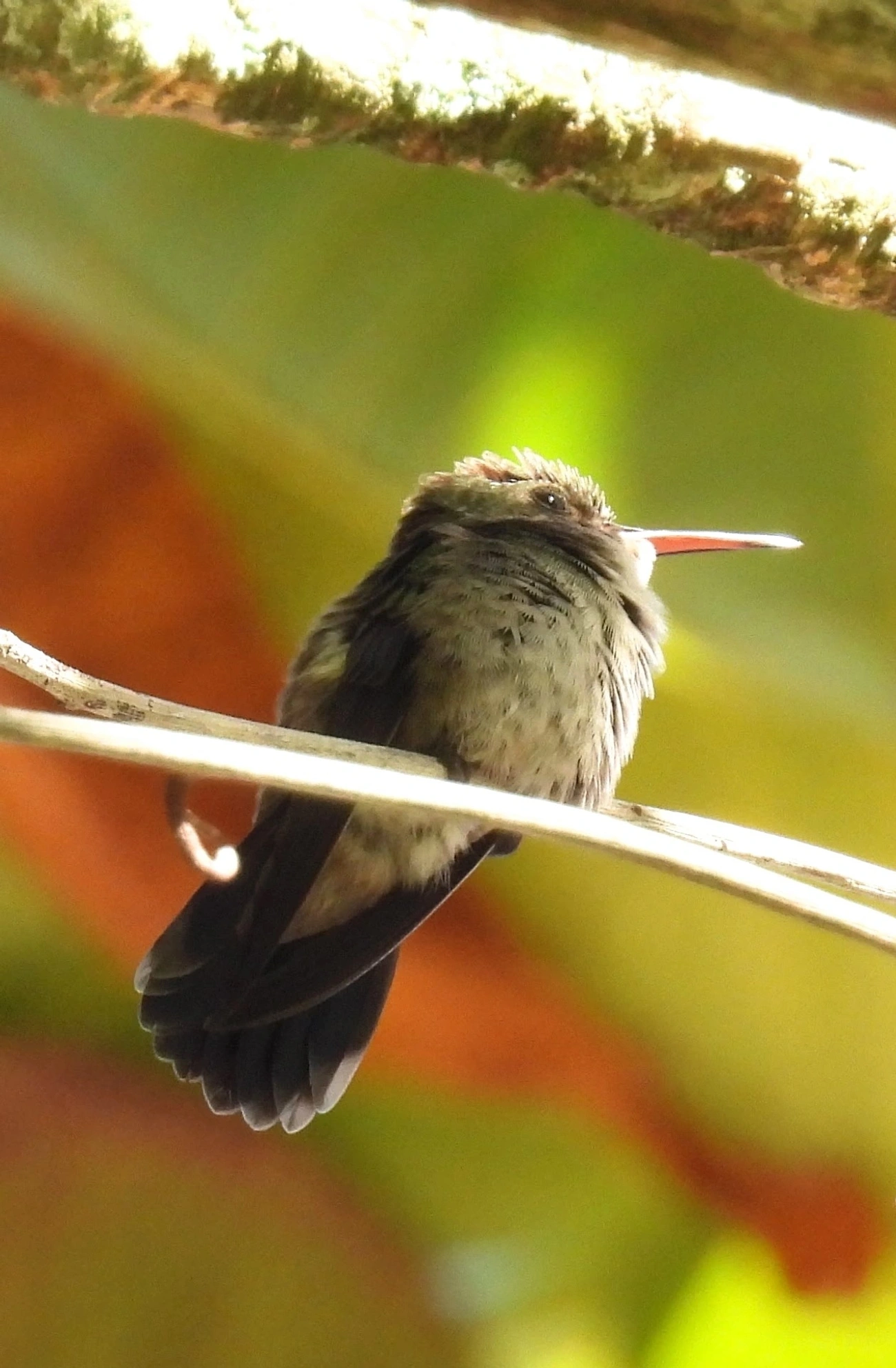 Beija-flor-roxo (Chlorestes cyanus), aves, fotografado em Paúba, São Sebastião