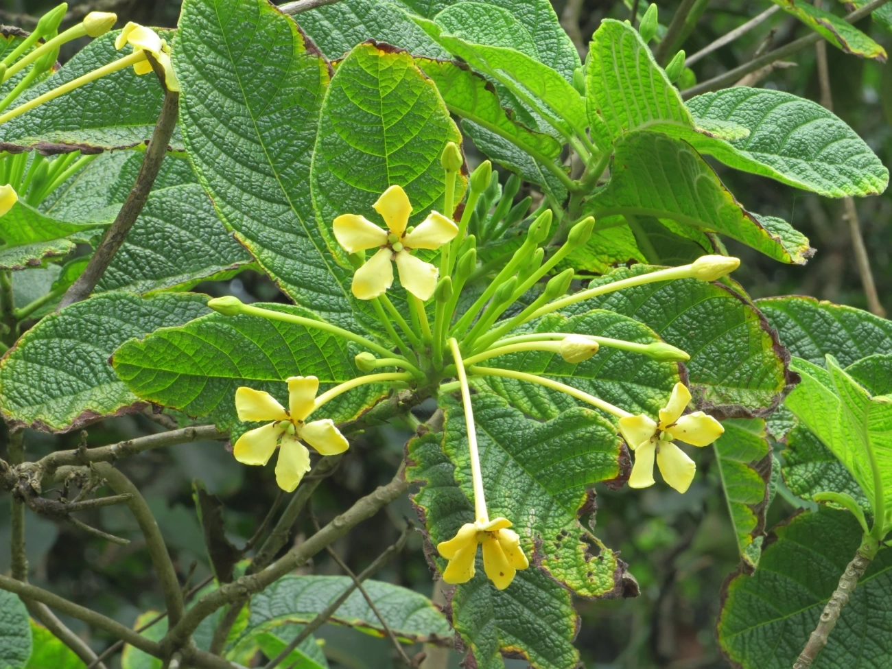 Marmelo-da-praia (Tocoyena bullata), plantas, fotografado em Maresias, São Sebastião
