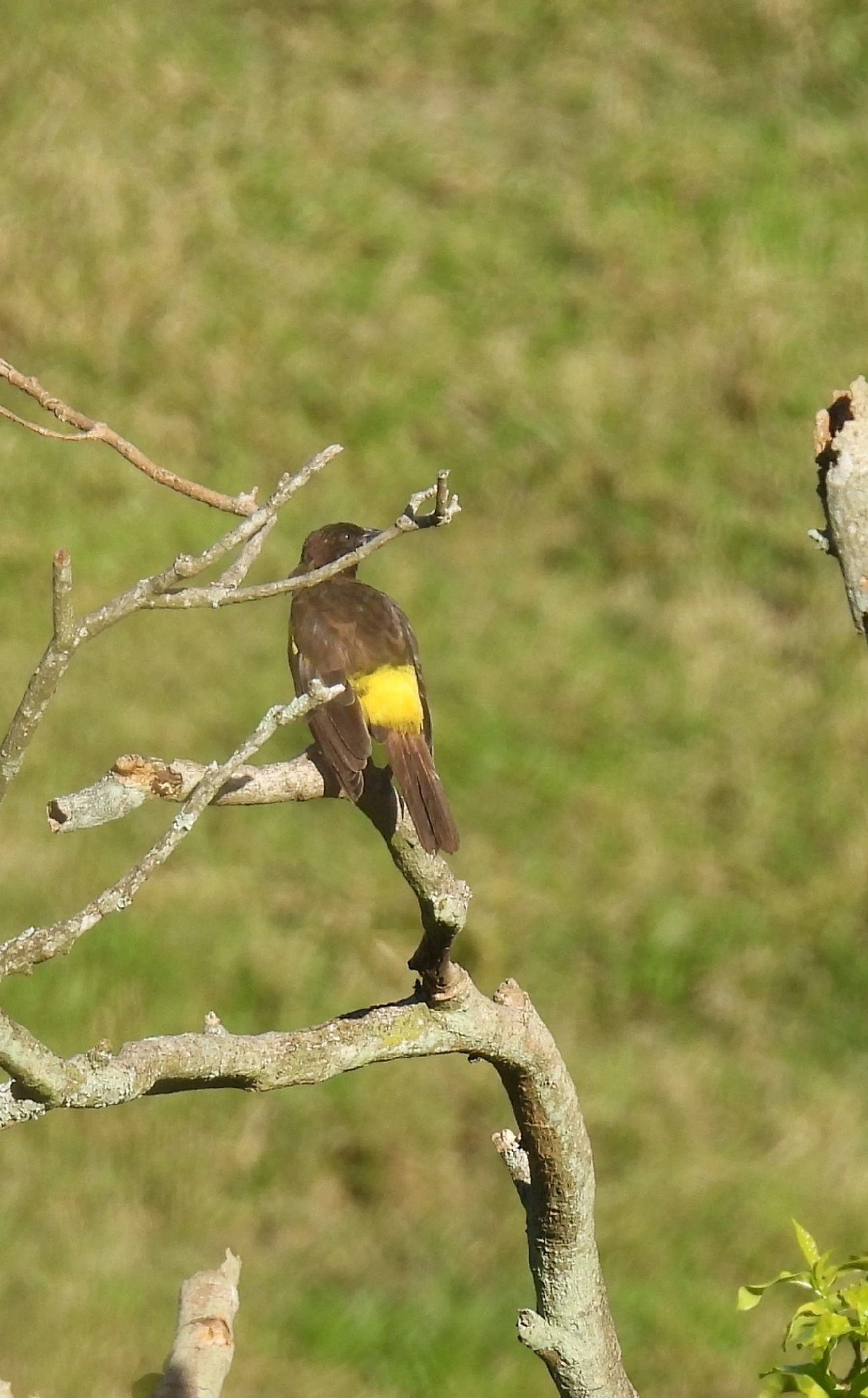 Pássaro-preto-soldado (Pseudoleistes guirahuro), aves, fotografado em Queluz