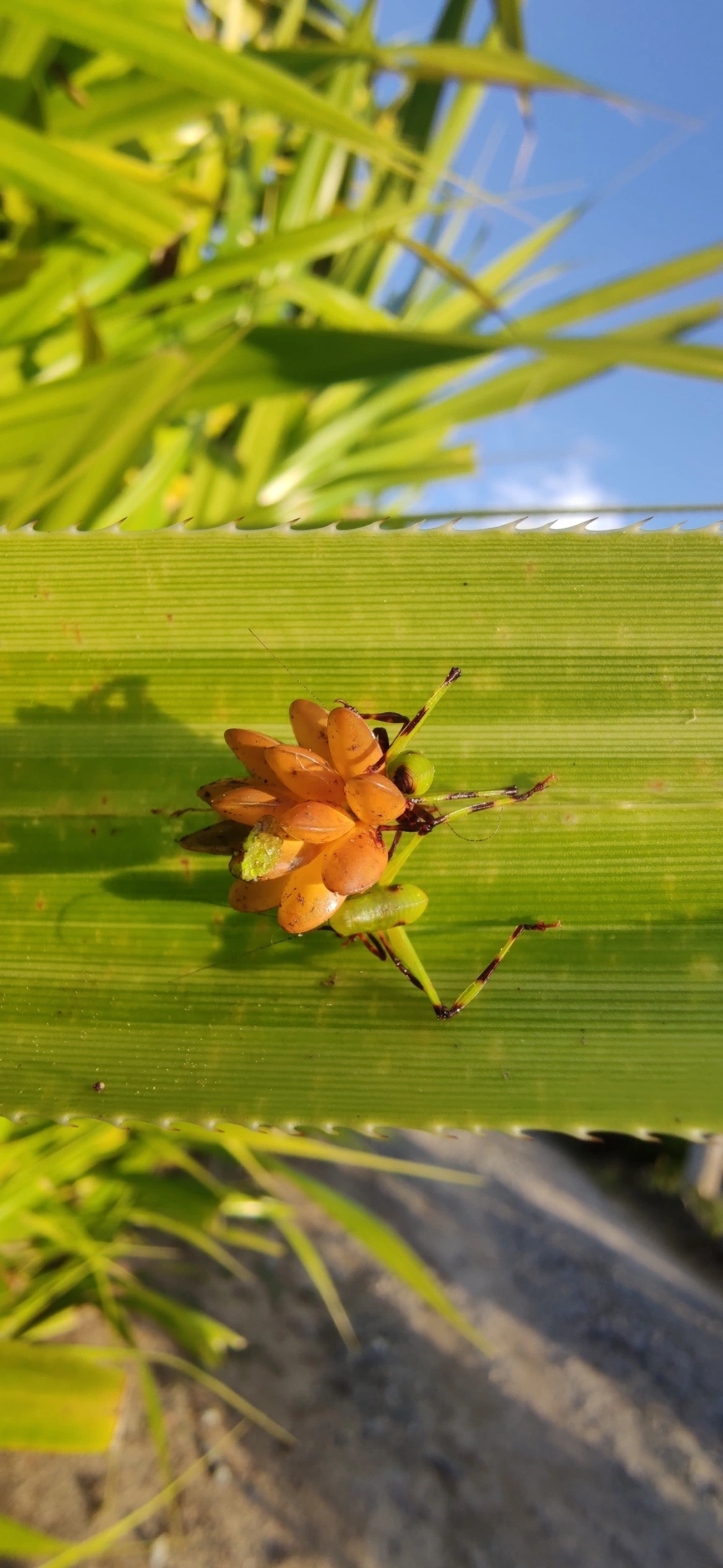 Cnemidophyllum oblitum, insetos, fotografado em Maresias, São Sebastião