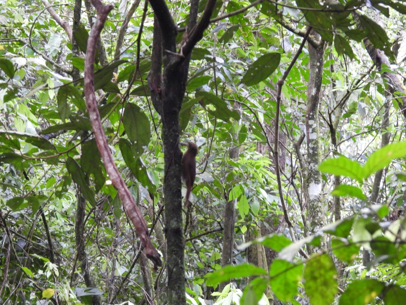 Arapaçu-liso (Dendrocincla turdina), aves, fotografado em Maresias, São Sebastião