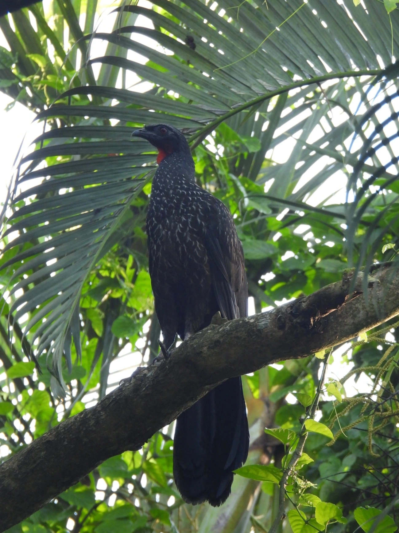 Jacuaçu (Penelope obscura), aves, fotografado em Maresias, São Sebastião