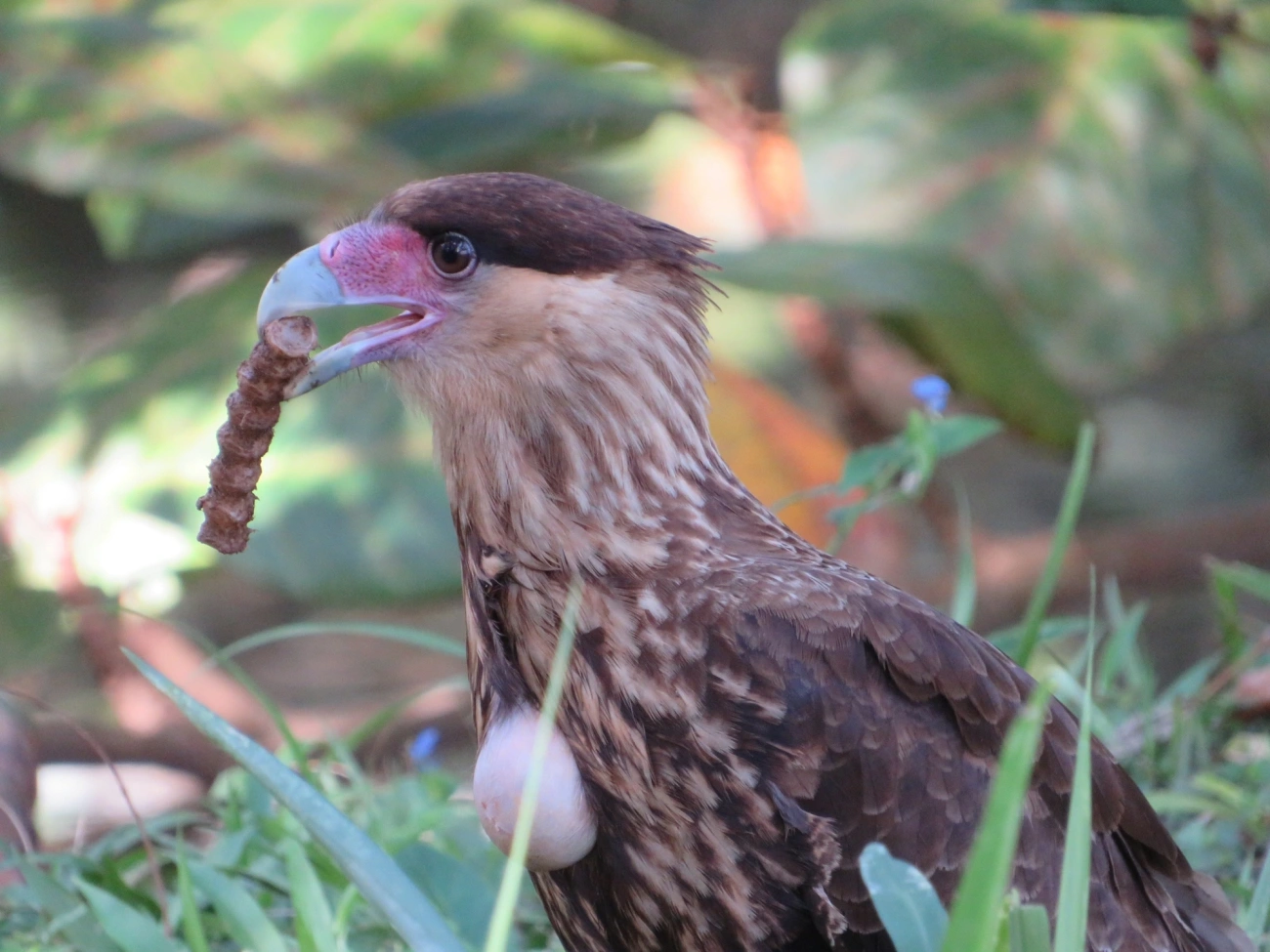 Carcará (Caracara plancus), aves, fotografado em Indaiá, Caraguatatuba