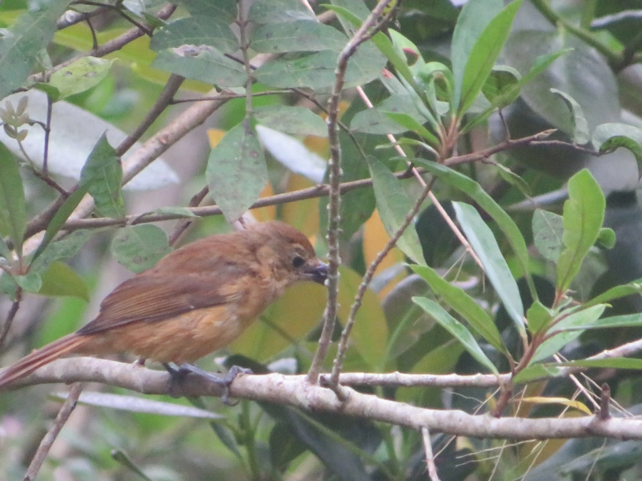 Tiê-galo (Loriotus cristatus), aves, fotografado em Maresias, São Sebastião