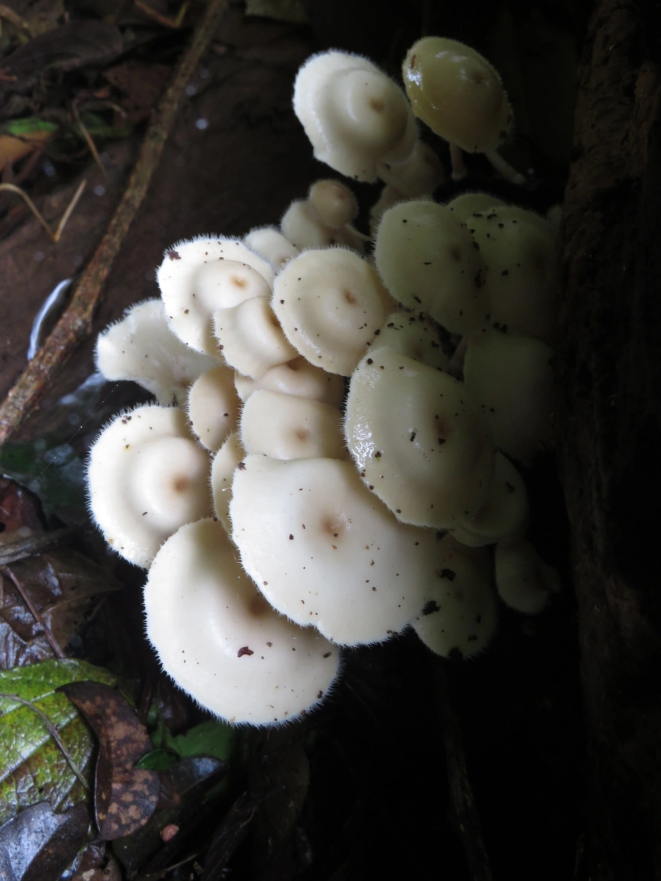 Clitocybula, fungos, fotografado em Maresias, São Sebastião