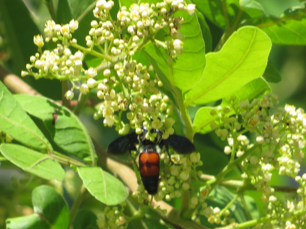 Vespa-escólida caribenha (Dielis dorsata), insetos, fotografado em Maresias, São Sebastião