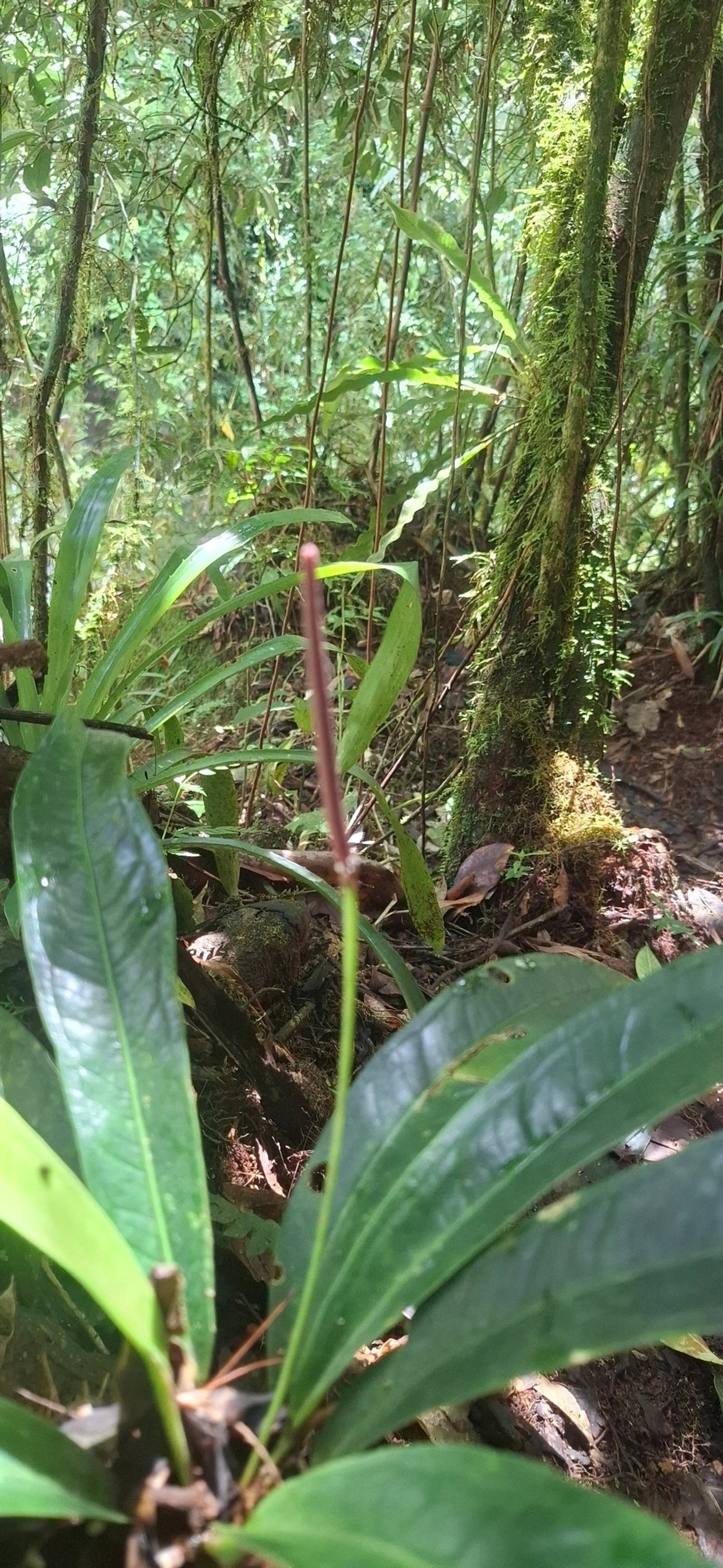 Antúrios (Anthurium), plantas, fotografado em Queluz