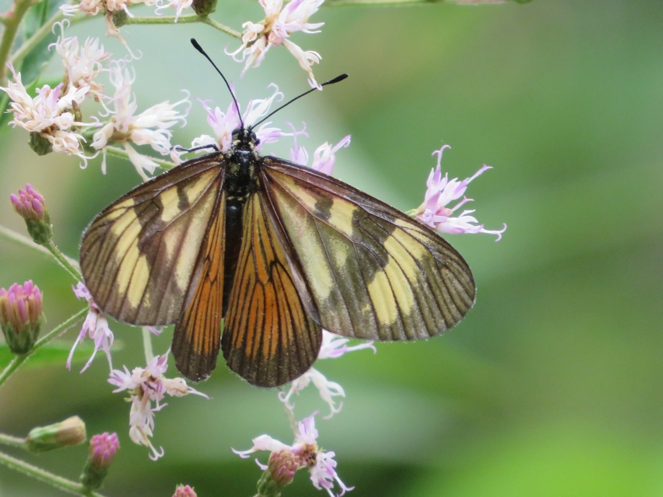 Actinote melanisans, insetos, fotografado em Maresias, São Sebastião