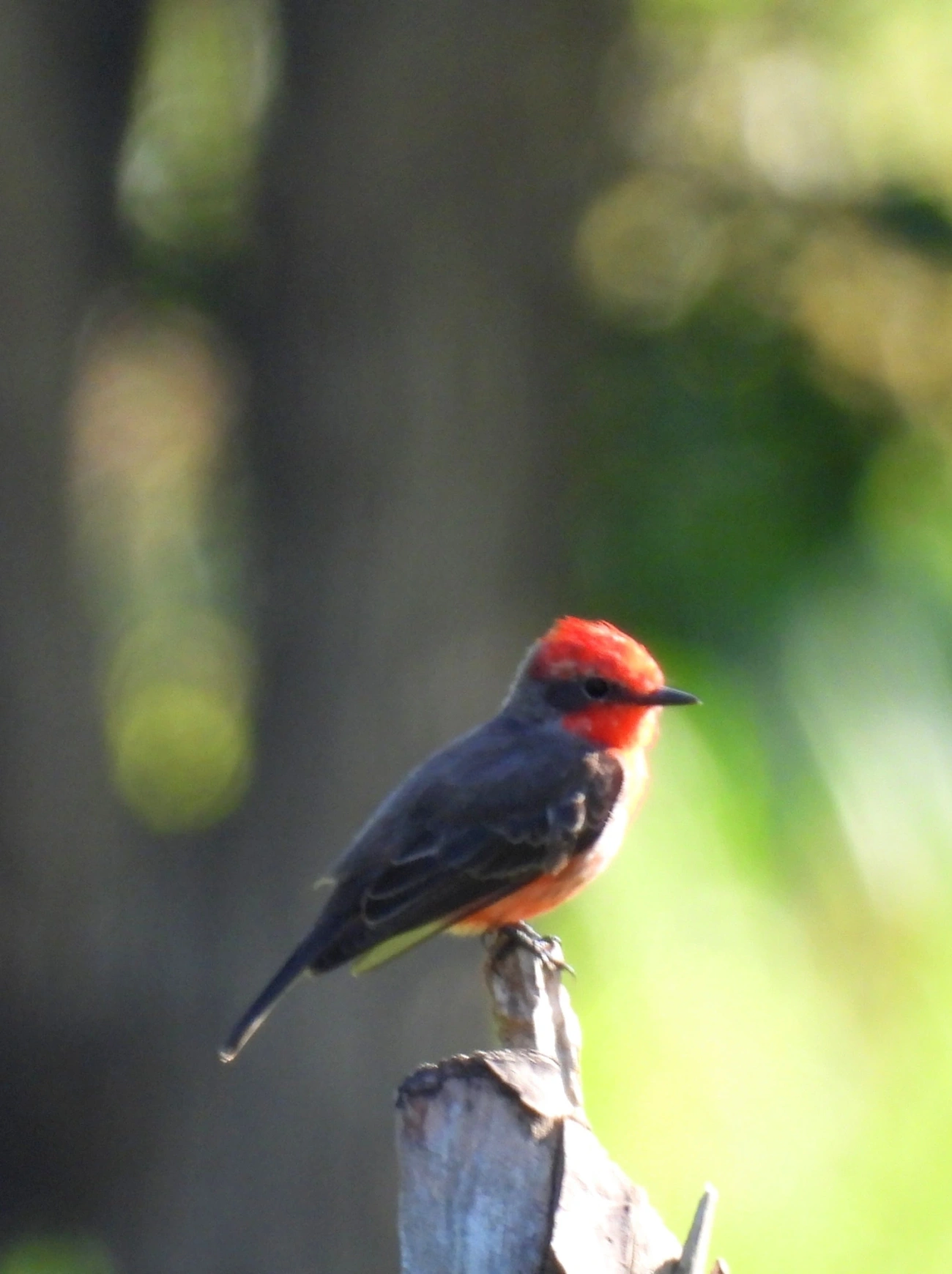 Príncipe (Pyrocephalus rubinus), aves, fotografado em Maresias, São Sebastião