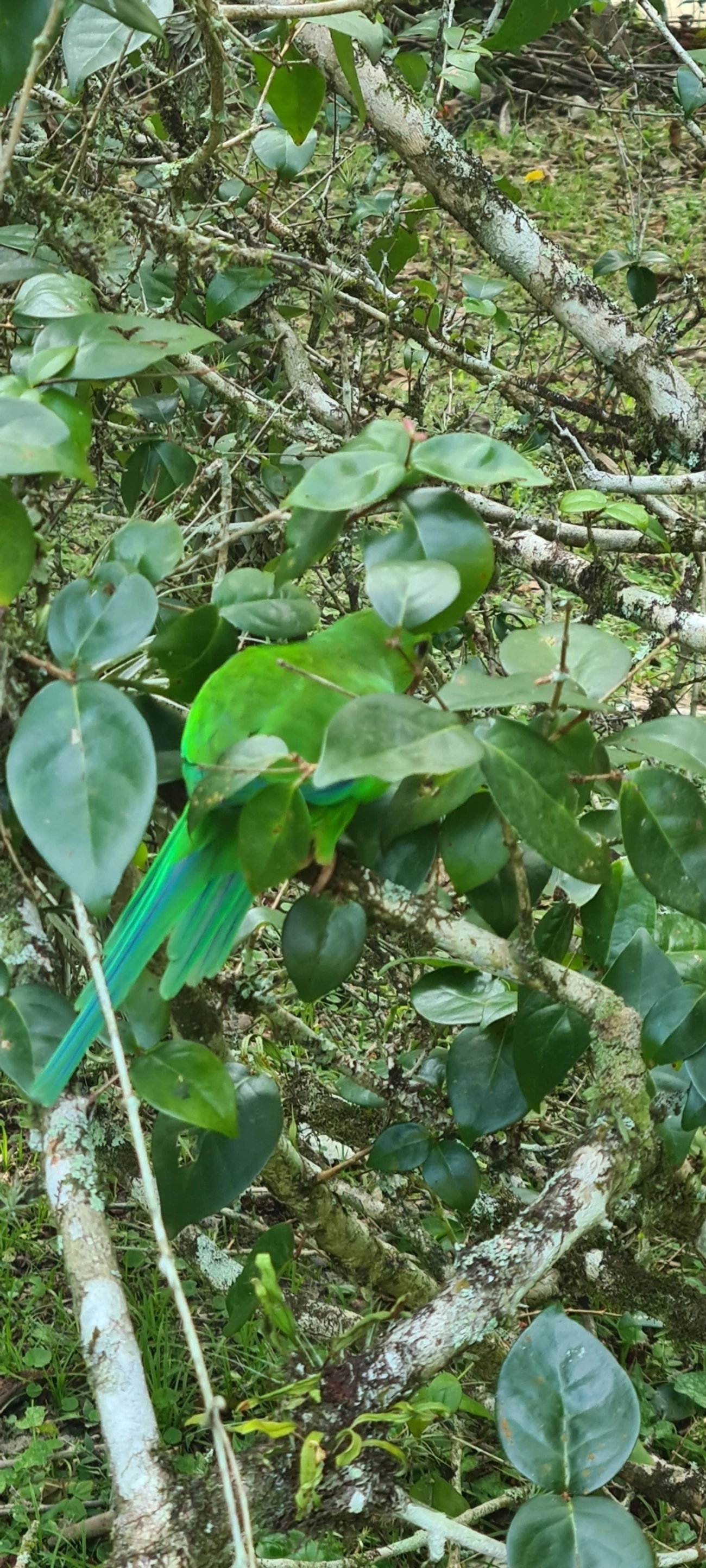Periquito-rico (Brotogeris tirica), aves, fotografado em Maresias, São Sebastião