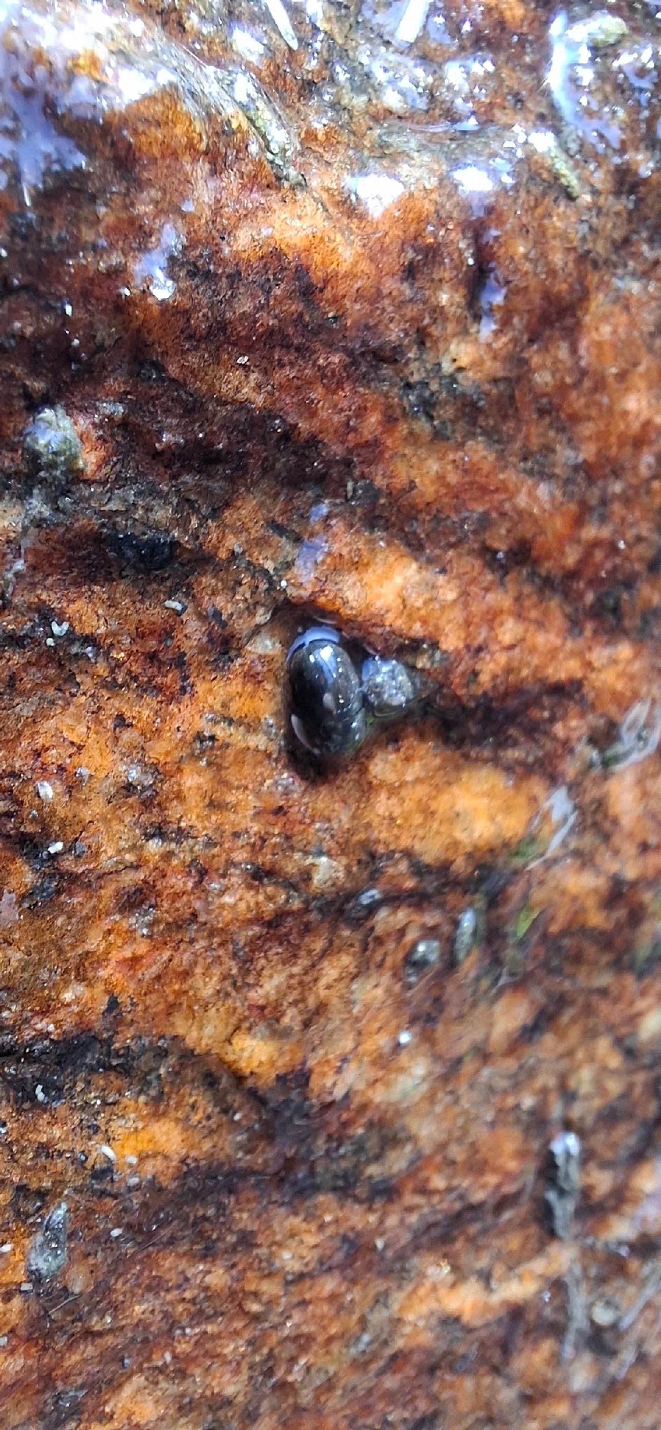 Caramujo-limneídeo-americano (Pseudosuccinea columella), moluscos, fotografado em Maresias, São Sebastião