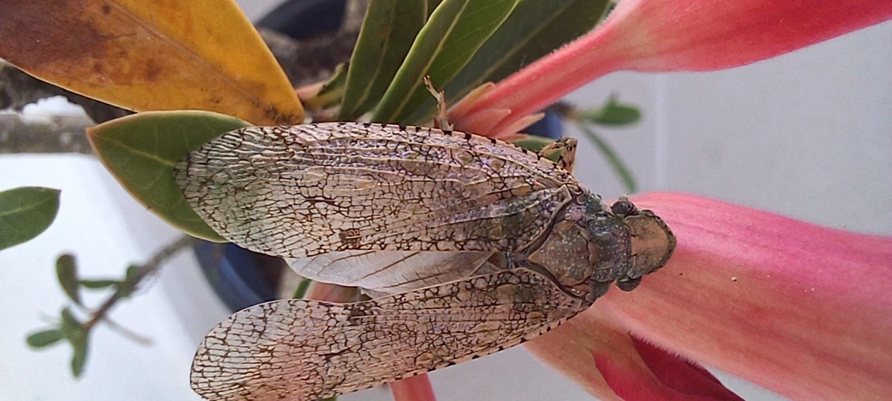Dilobura, insetos, fotografado em Maresias, São Sebastião