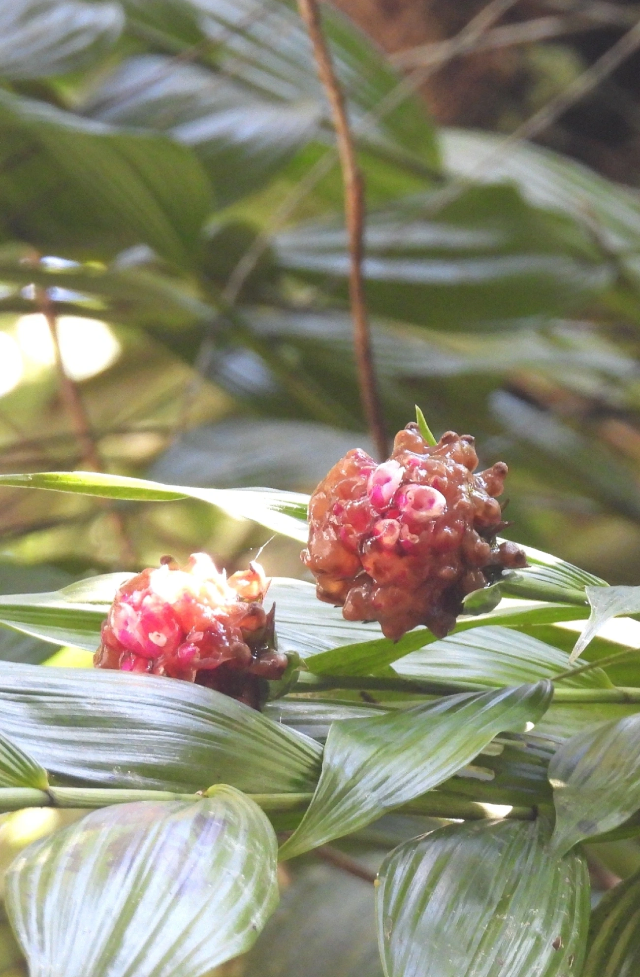 Elleanthus brasiliensis, plantas, fotografado em Queluz