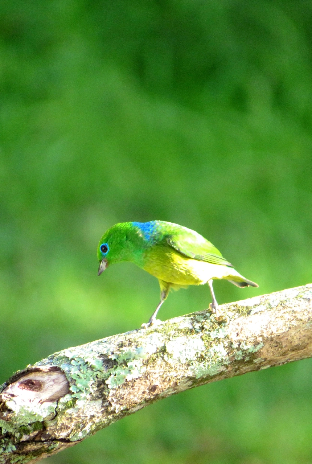 Gaturamo-bandeira (Chlorophonia cyanea), aves, fotografado em Maresias, São Sebastião