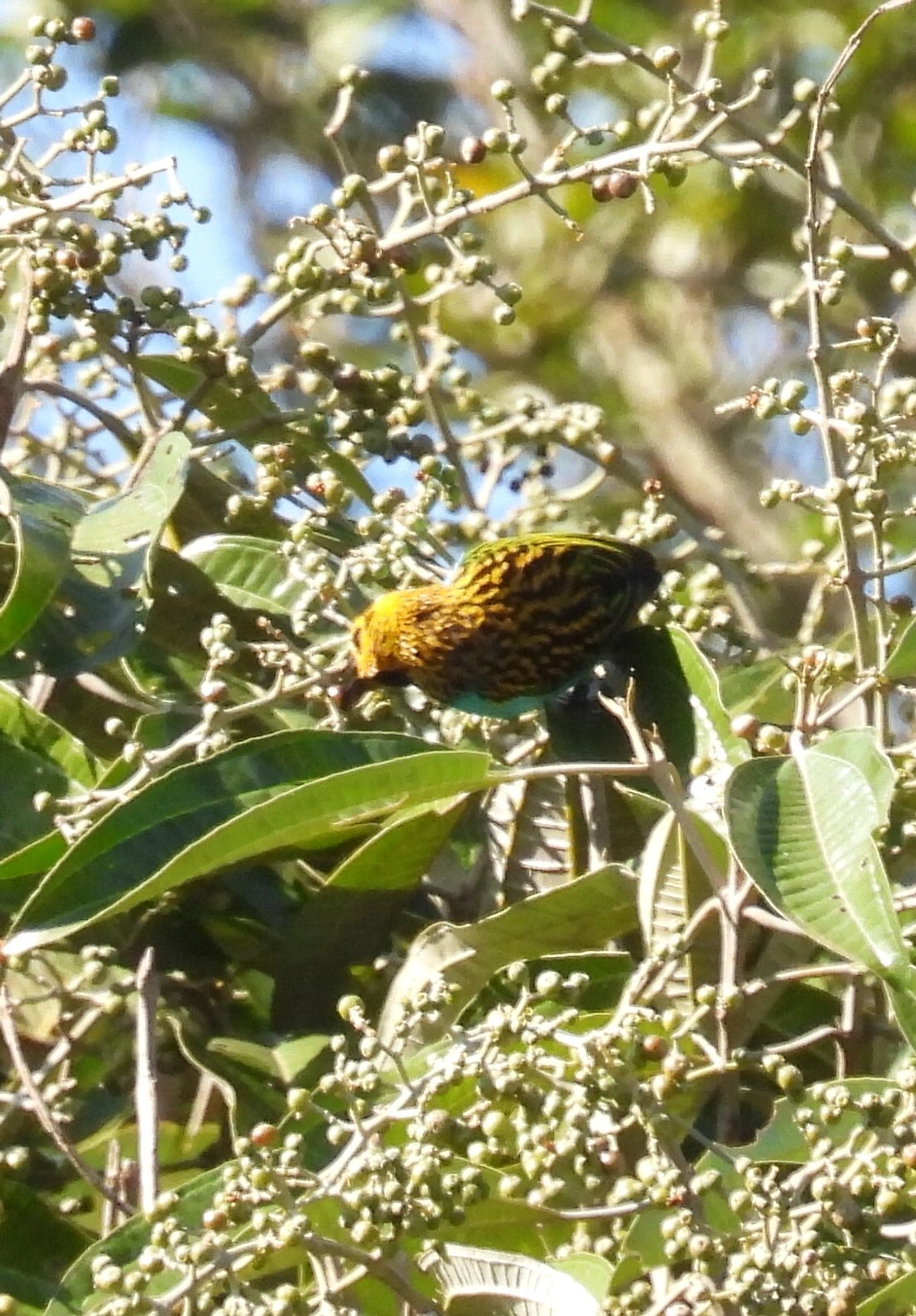 Saíra-douradinha (Tangara cyanoventris), aves, fotografado em Itatiaia