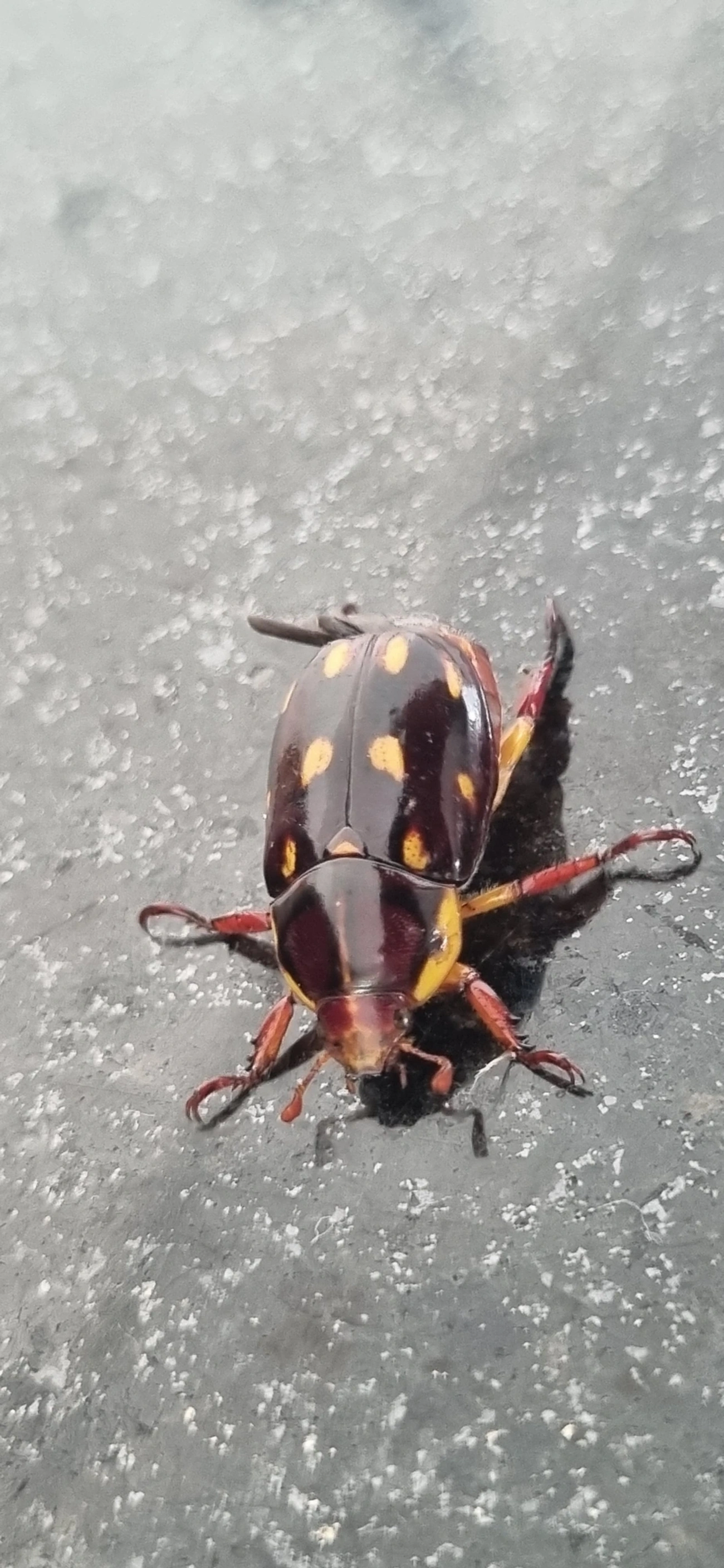Pelidnota xanthospila, insetos, fotografado em Maresias, São Sebastião