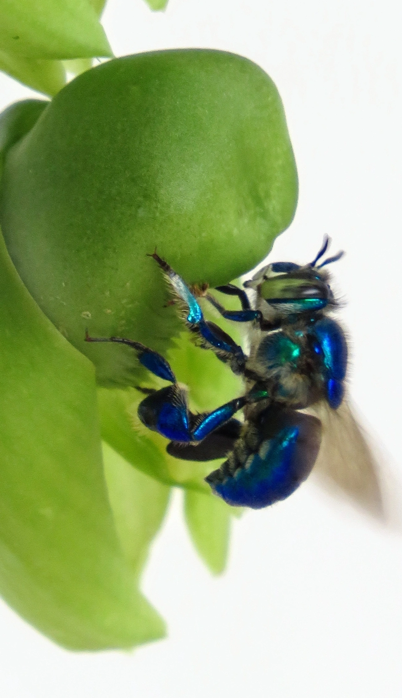 Euglossella, insetos, fotografado em Maresias, São Sebastião
