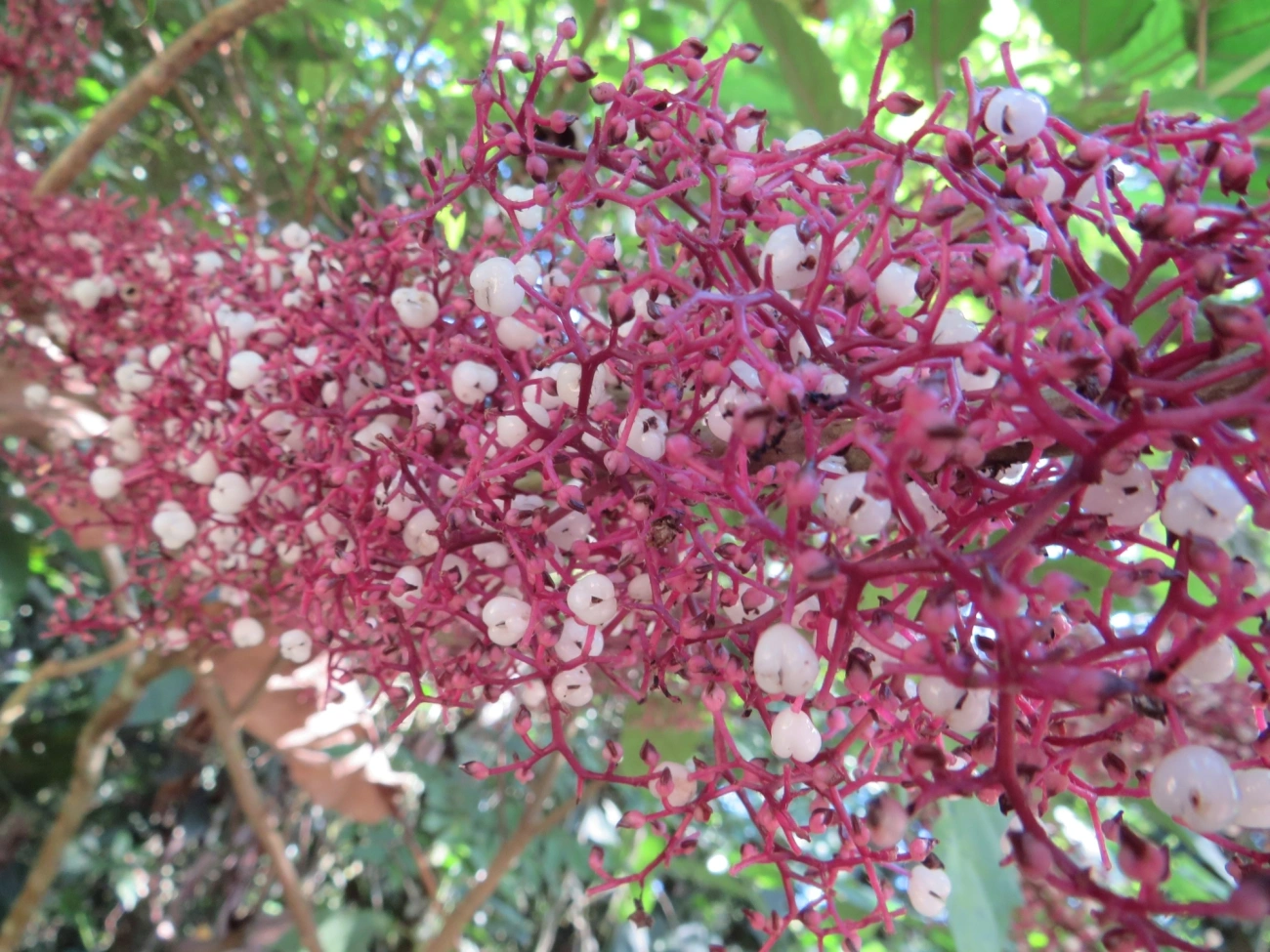 Urtiga-brava (Urera baccifera), plantas, fotografado em Maresias, São Sebastião