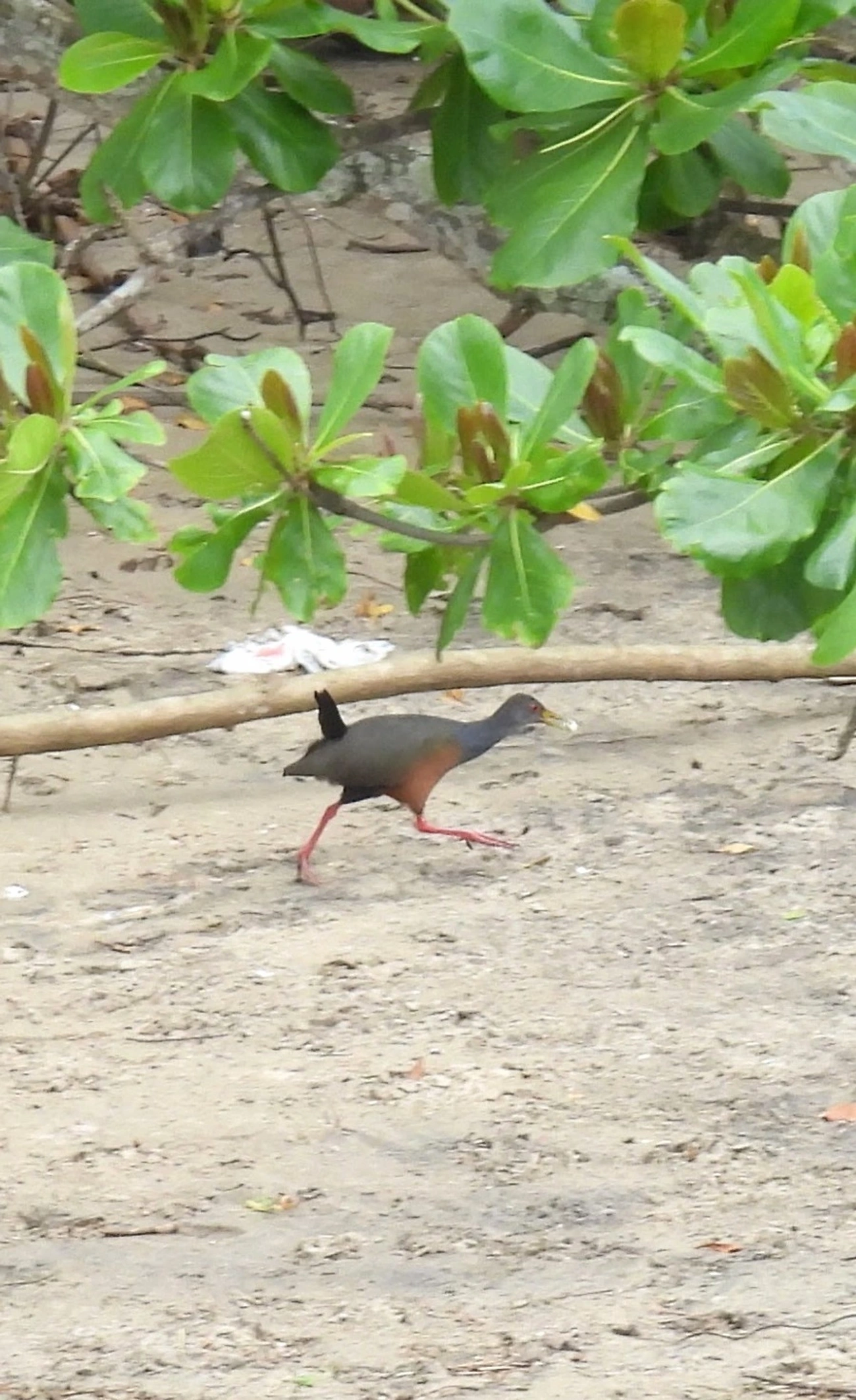 Saracura-três-potes (Aramides cajaneus), aves, fotografado em Perequê, Ilhabela